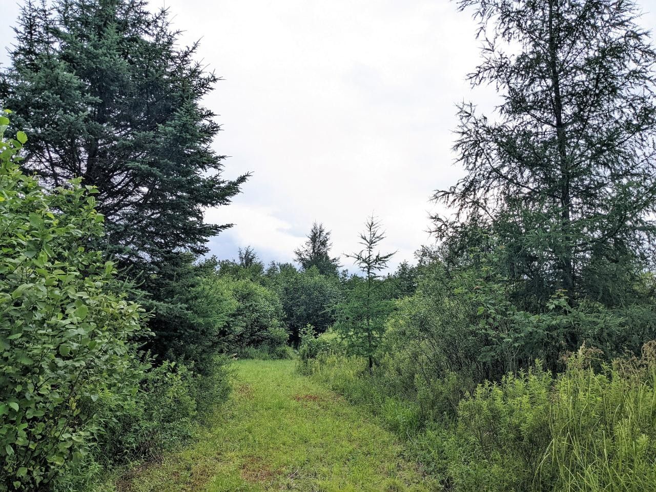 Prentice, Price County, WI Undeveloped Land for sale Property ID