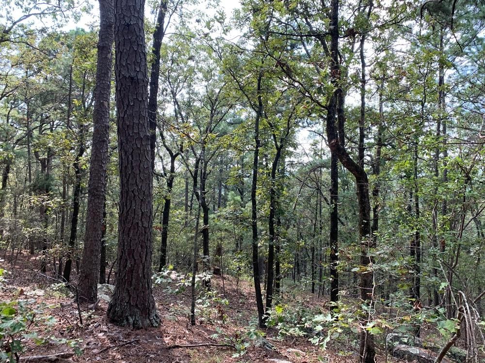 Moyers, Pushmataha County, OK Recreational Property, Timberland