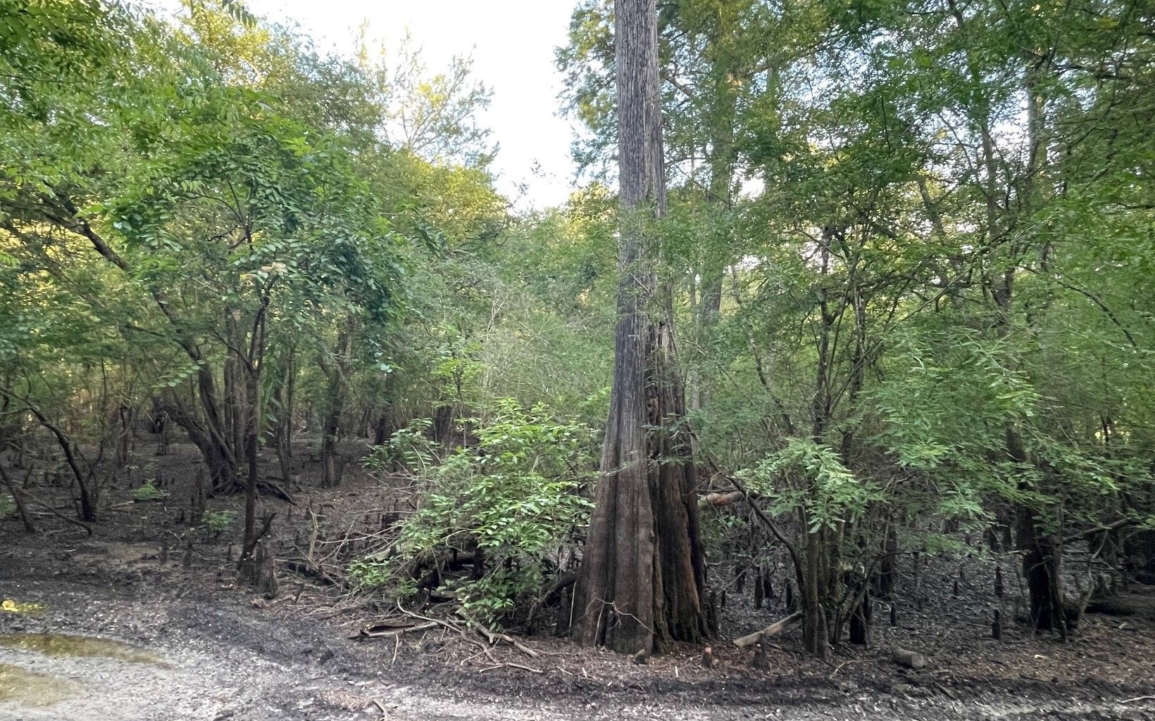 Branford, Suwannee County, FL Undeveloped Land, Lakefront Property