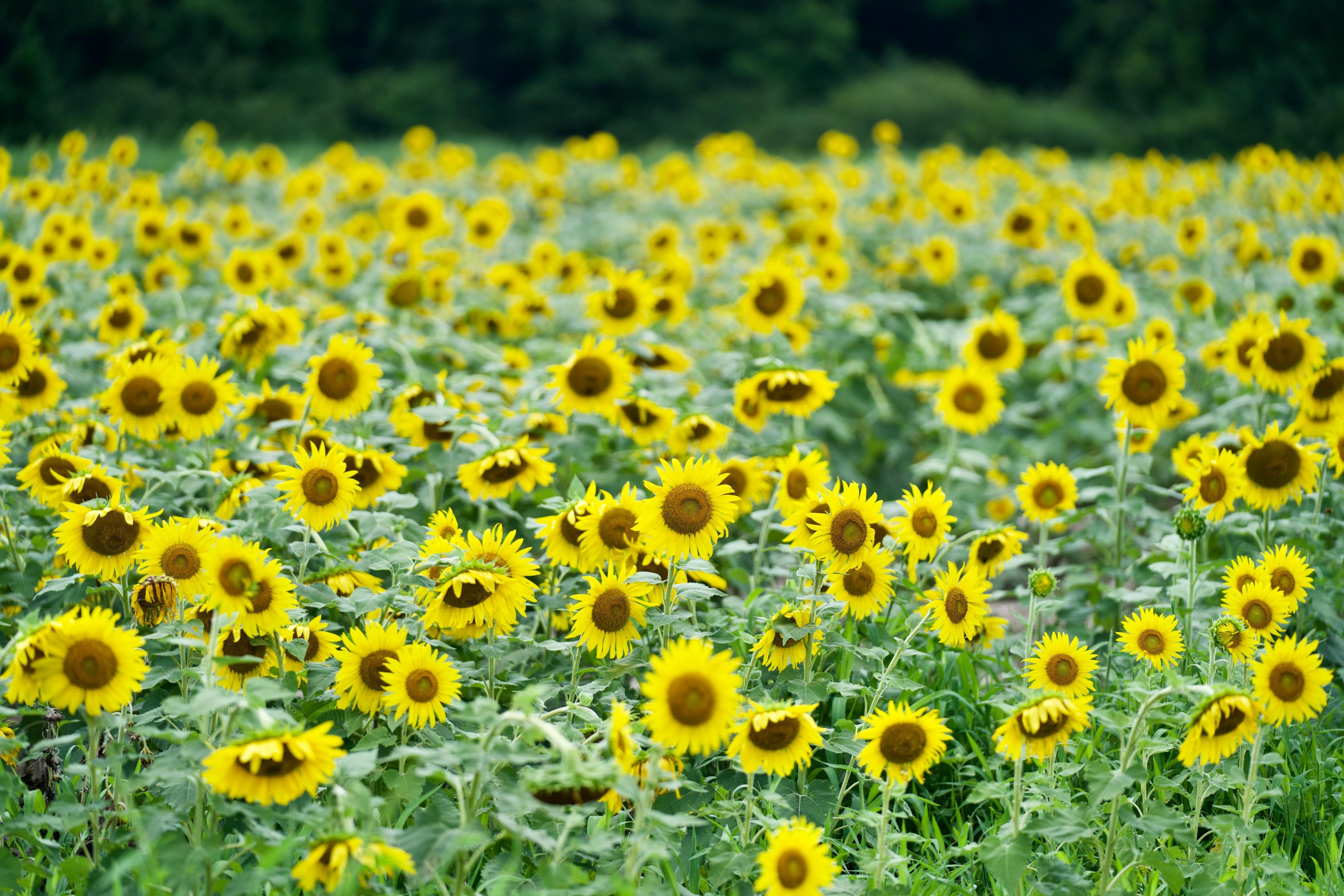 877 South Deerfield Road, Johnsonville, SC 29555 LandWatch