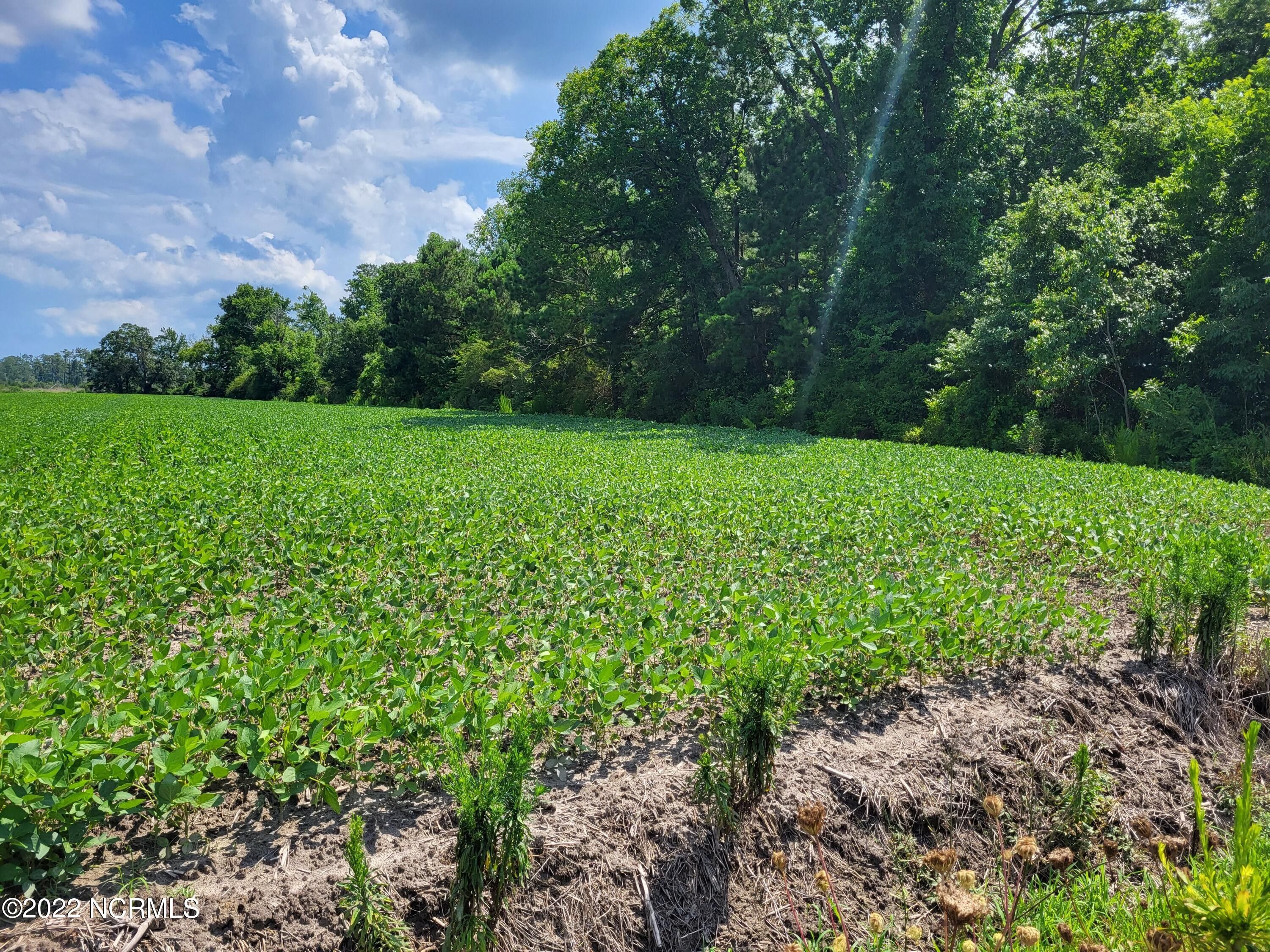 Bayboro, Pamlico County, NC Undeveloped Land, Lakefront Property