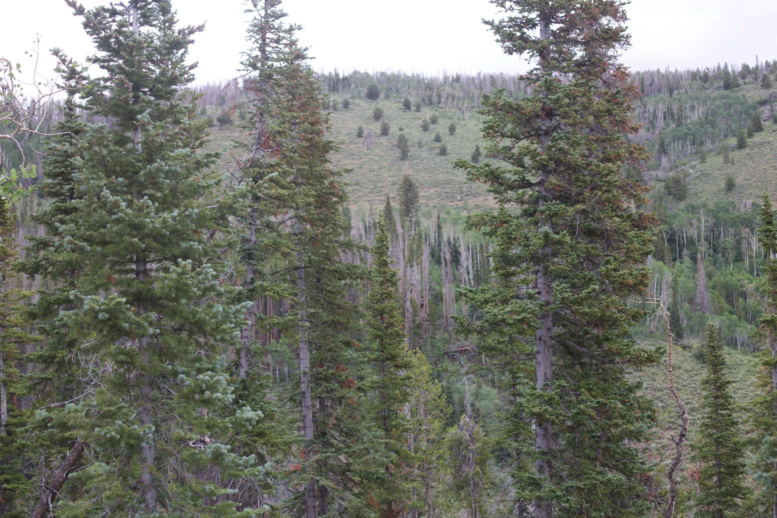 Encampment, Carbon County, WY Recreational Property, Undeveloped Land