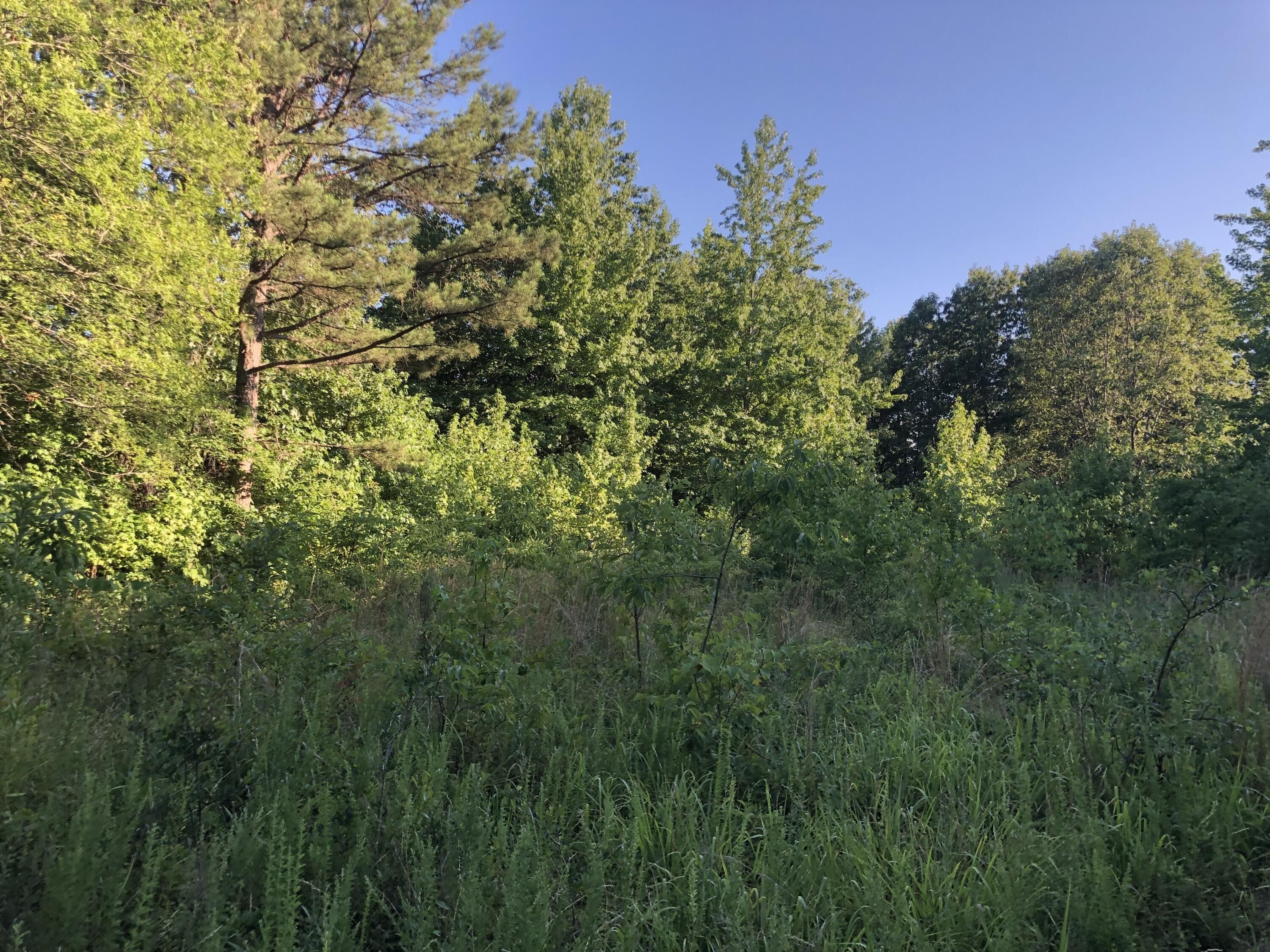 Ozone, Newton County, AR Undeveloped Land for sale Property ID