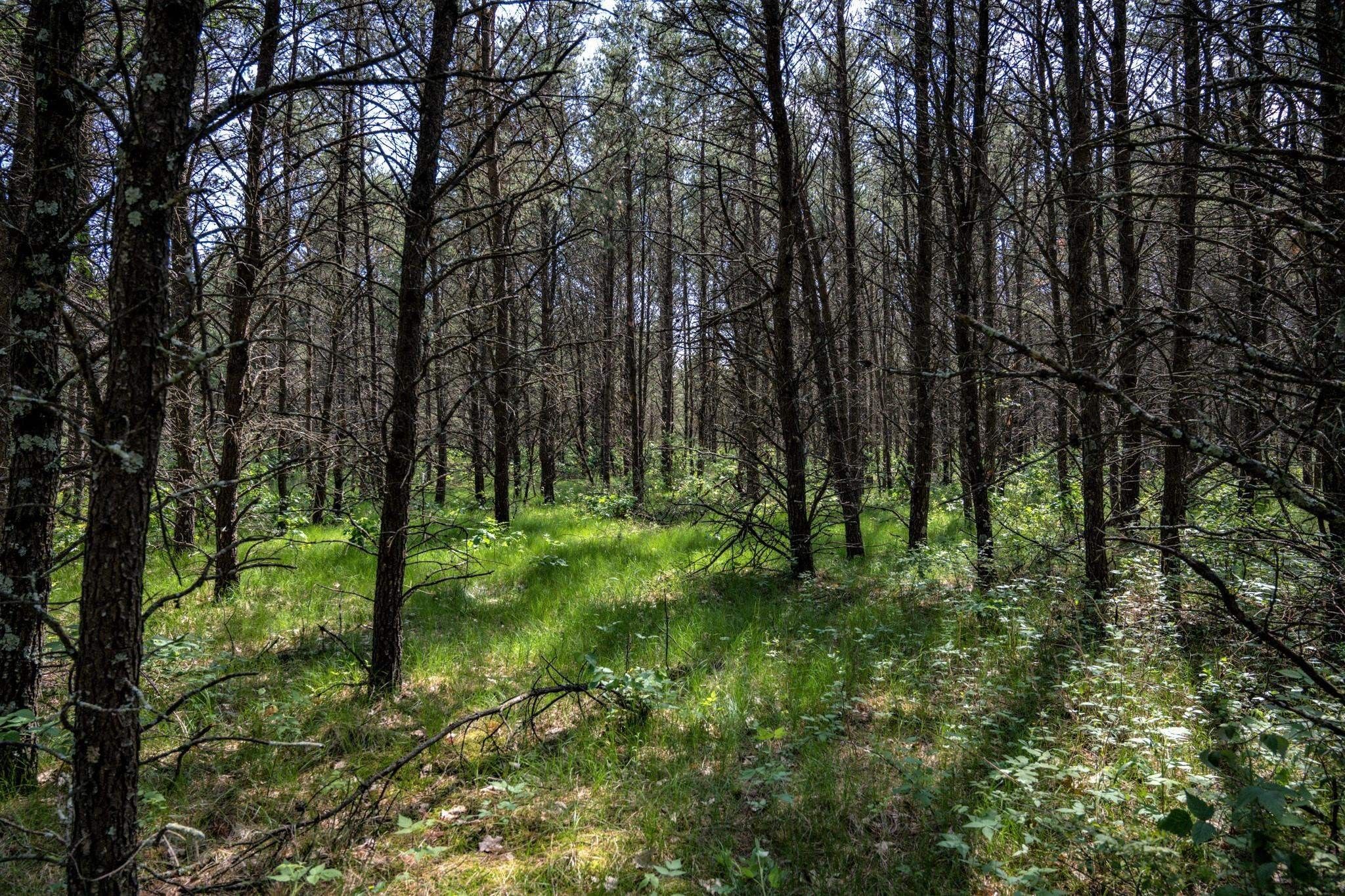 Necedah, Juneau County, WI Undeveloped Land for sale Property ID