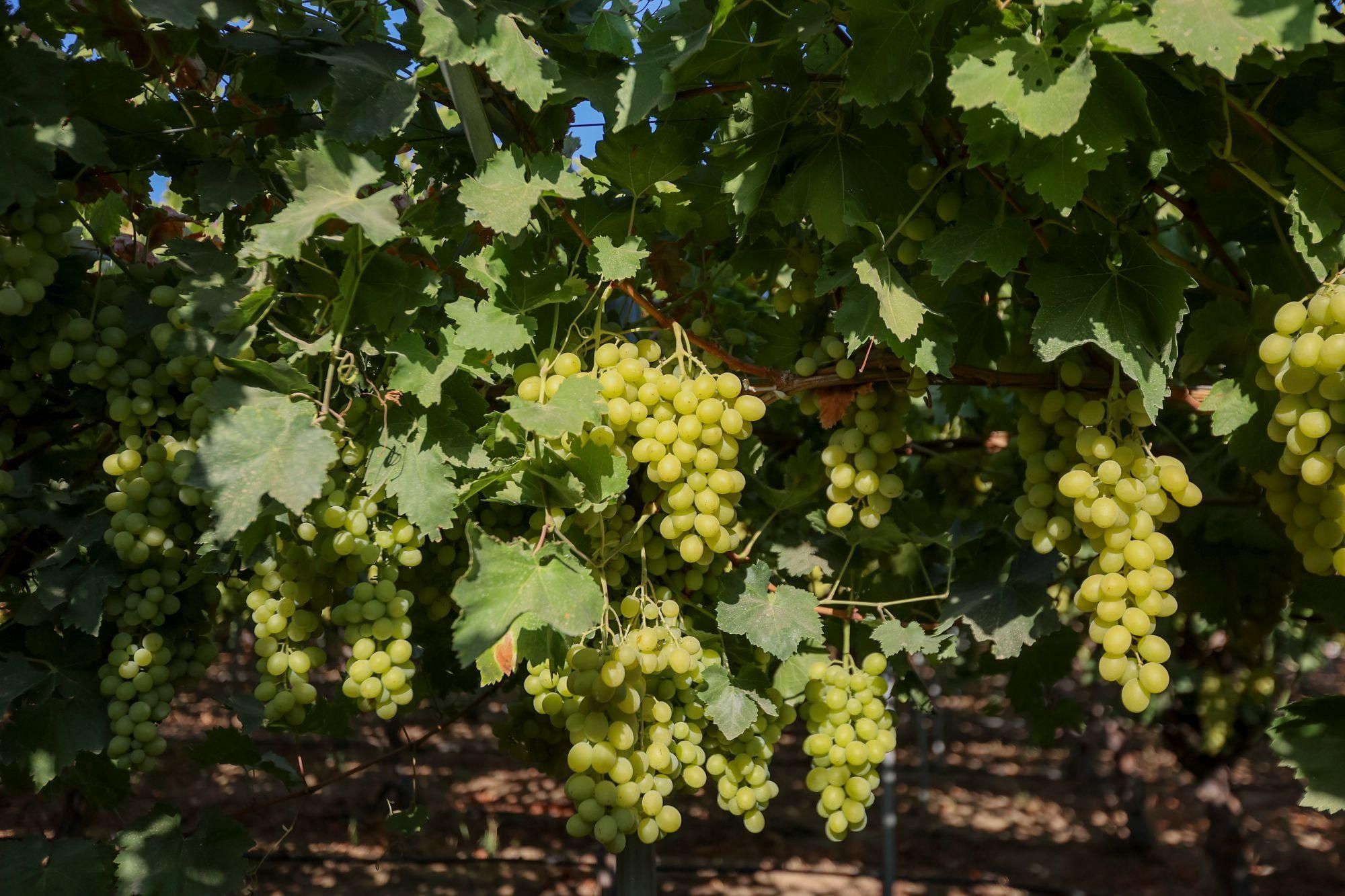 Huron, Fresno County, CA Farms and Ranches for sale Property ID