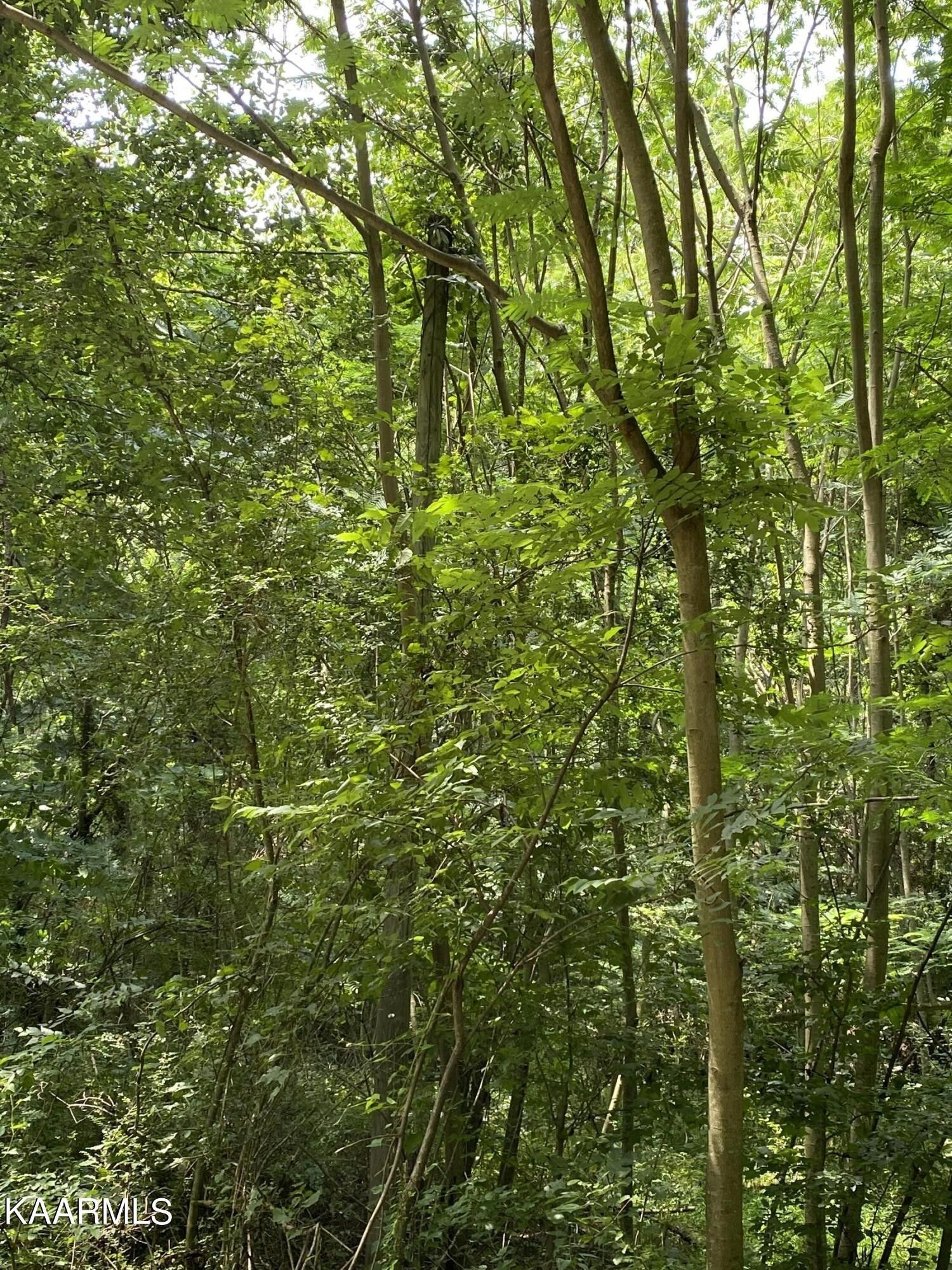 Knoxville, Knox County, TN Undeveloped Land for sale Property ID