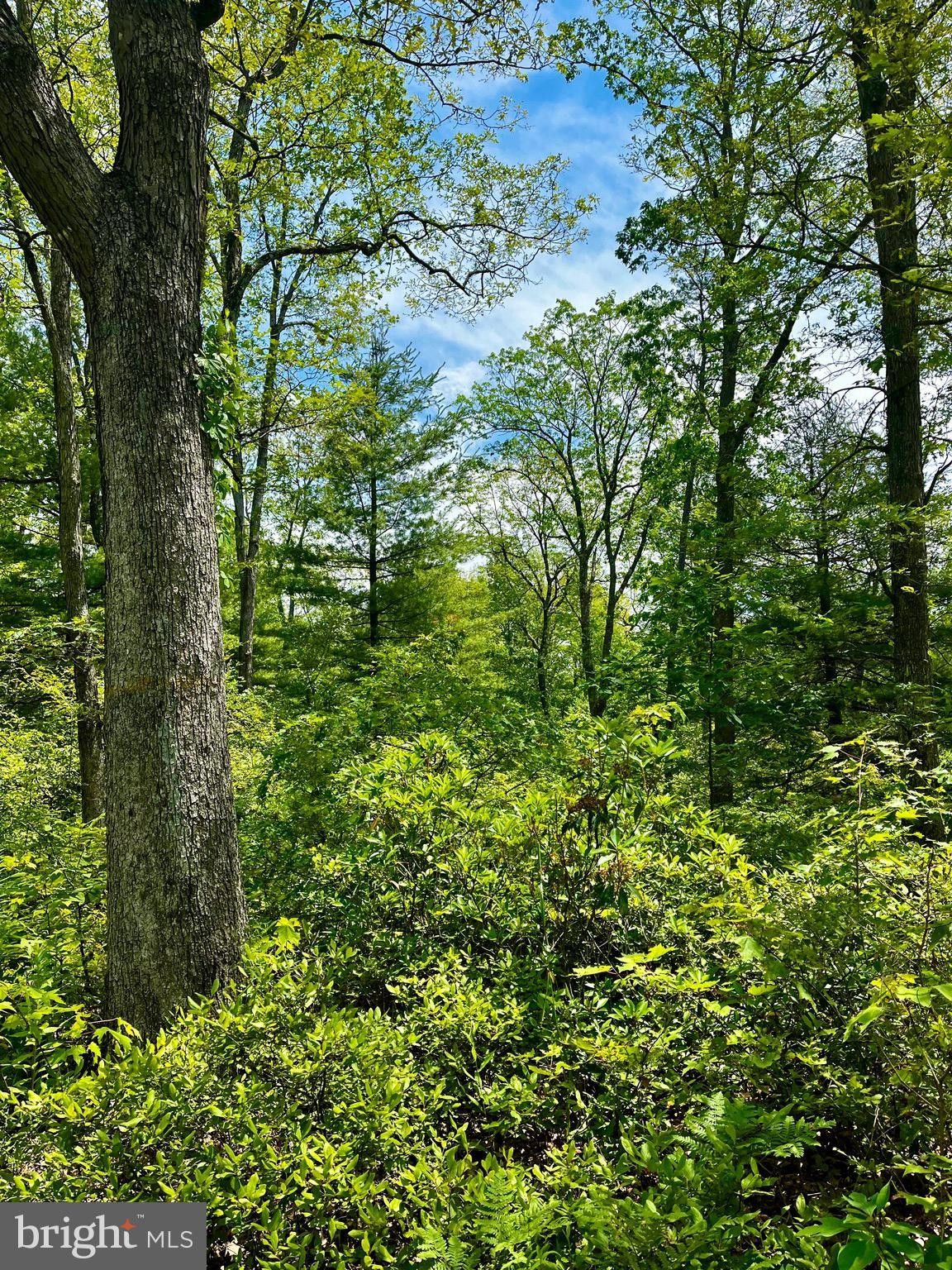 Beech Creek, Clinton County, PA Undeveloped Land for sale Property ID