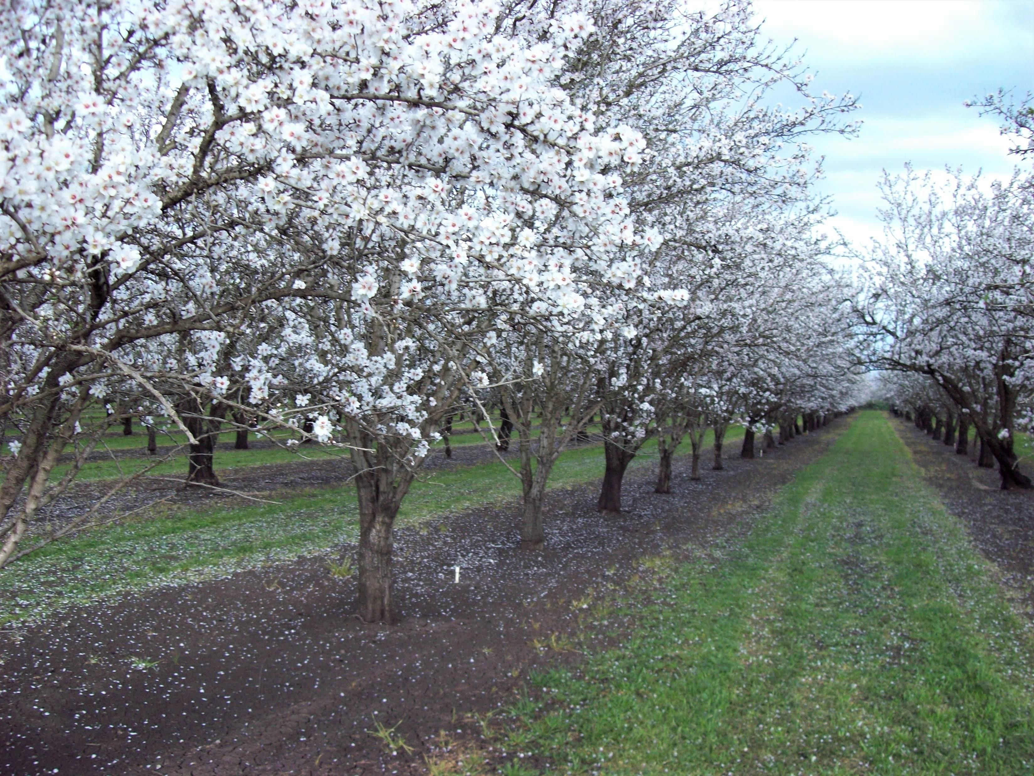 Chico, Butte County, CA Farms and Ranches, House for sale Property ID