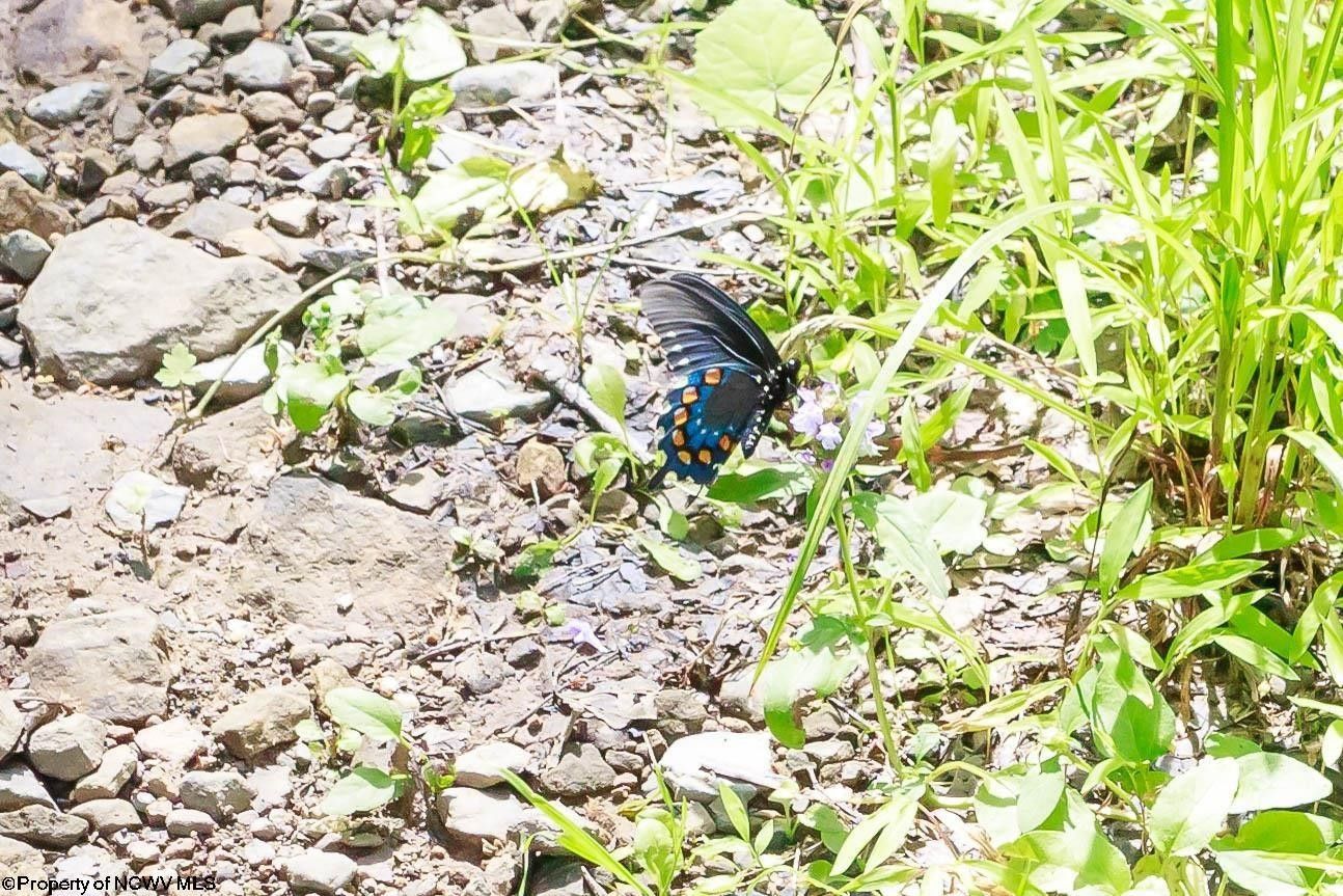 Bowden, Randolph County, WV Farms and Ranches for sale Property ID