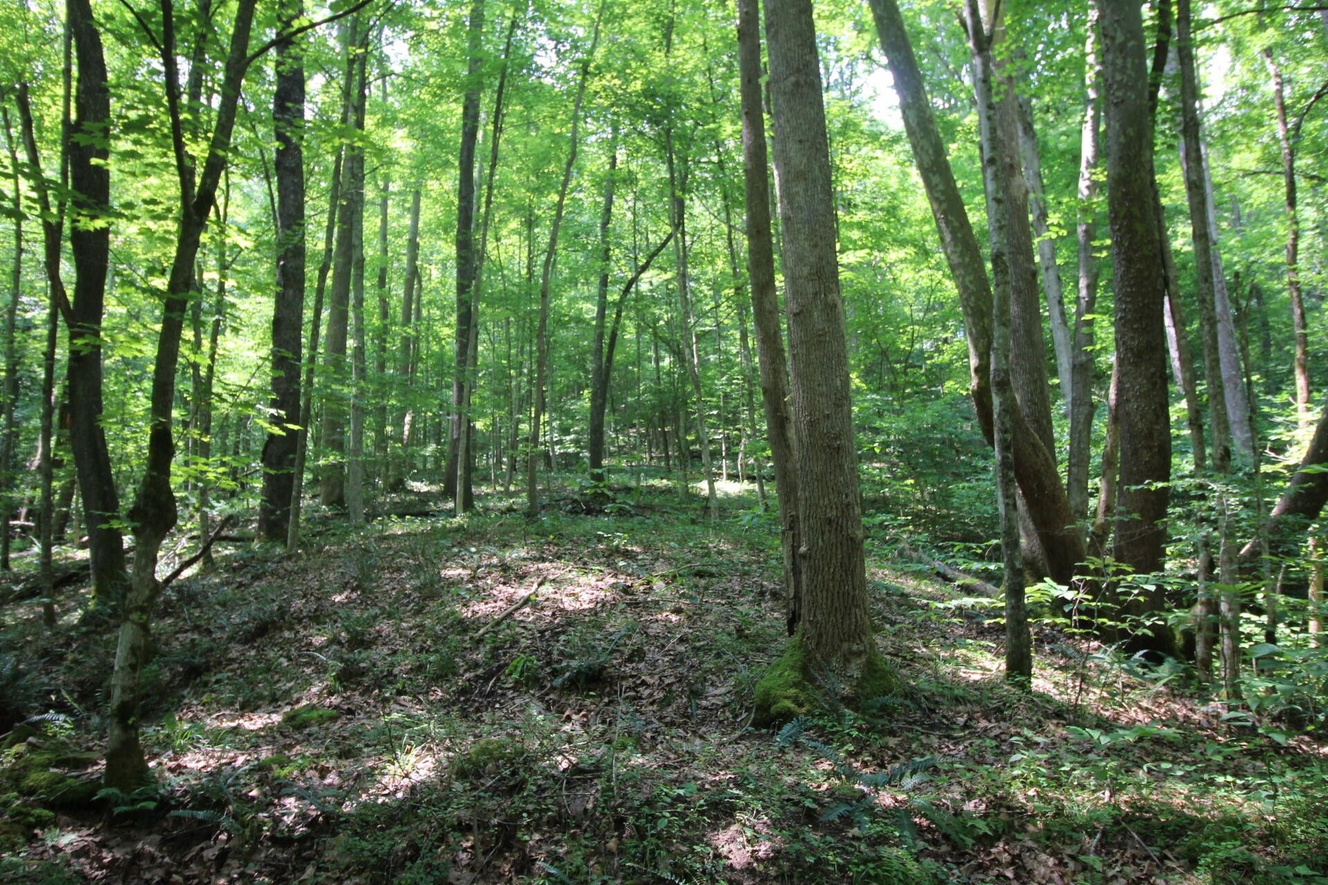 Sutton, Braxton County, WV Farms and Ranches for sale Property ID