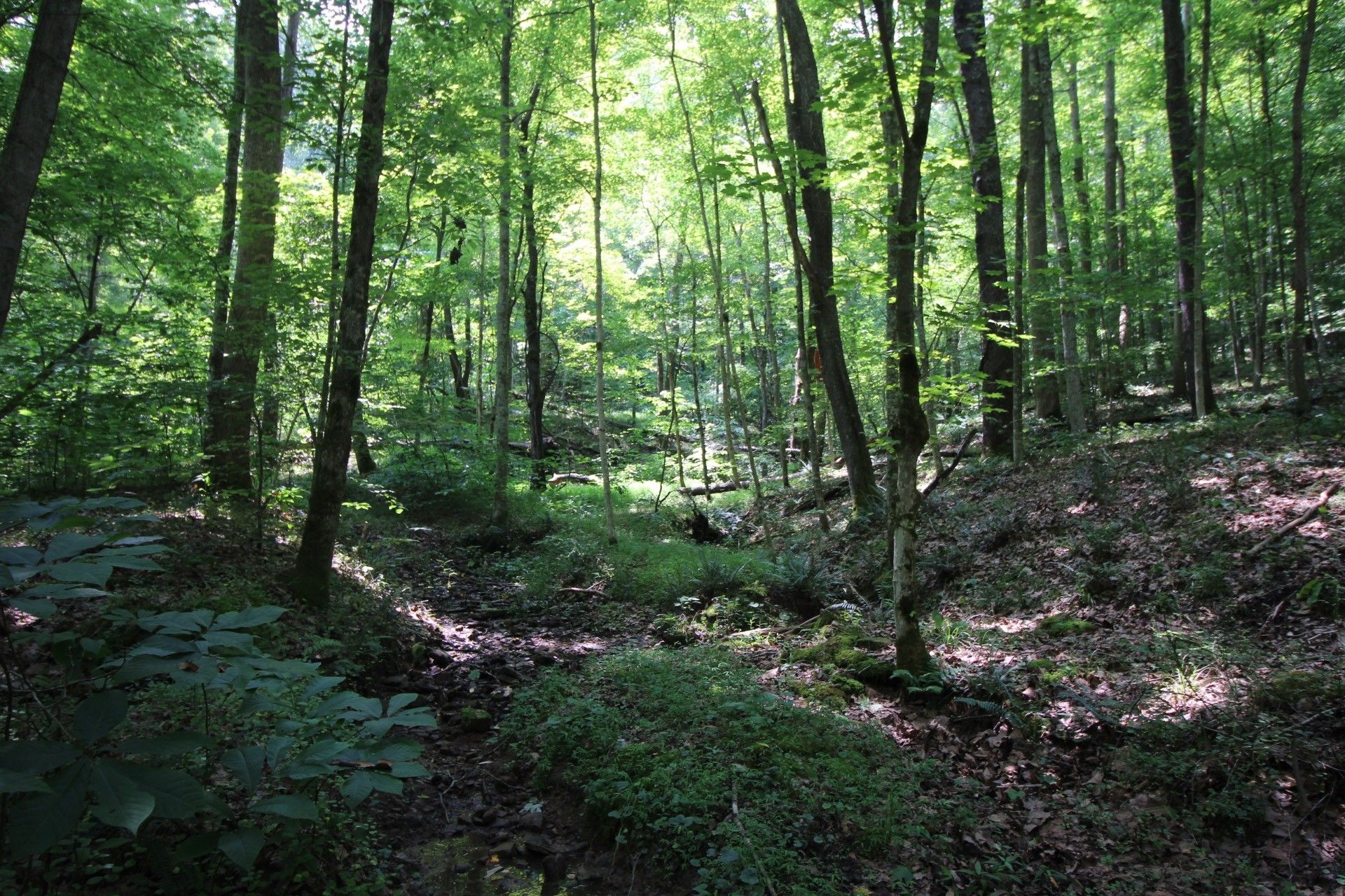 Sutton, Braxton County, WV Undeveloped Land for sale Property ID