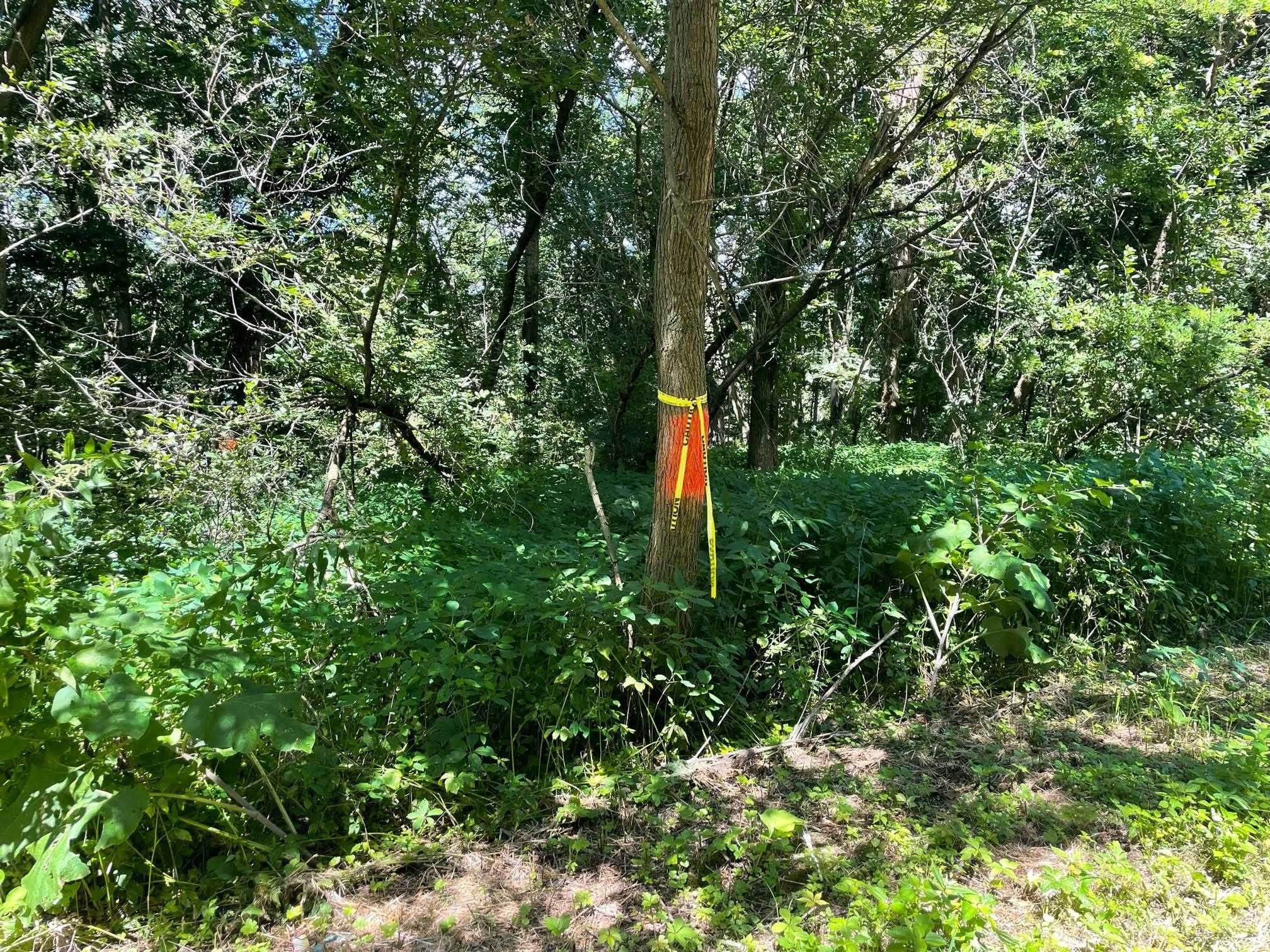 Avoca, Iowa County, WI Undeveloped Land for sale Property ID 414384805