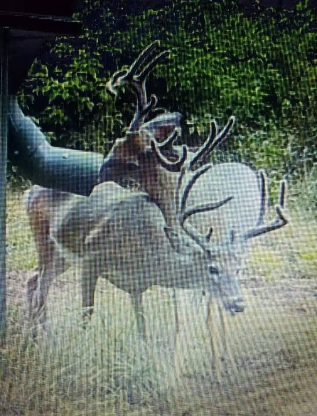 Rupert, Taylor County, GA Recreational Property, Timberland Property