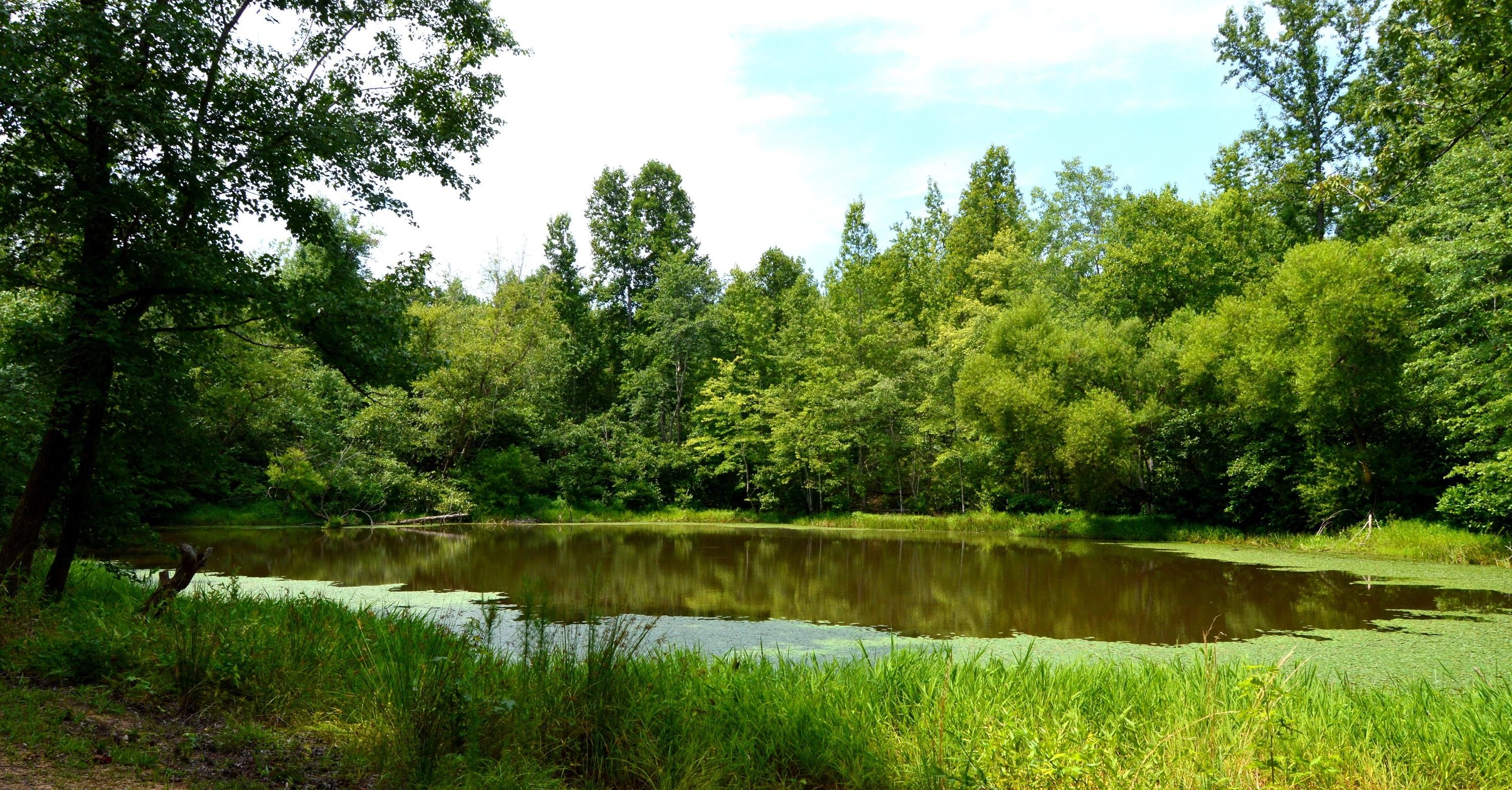 Pelham, Caswell County, NC Recreational Property, Timberland Property