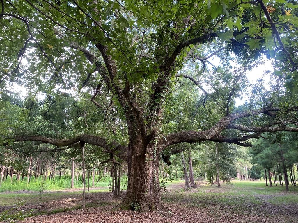 Cottonwood, Houston County, AL Undeveloped Land, Lakefront Property