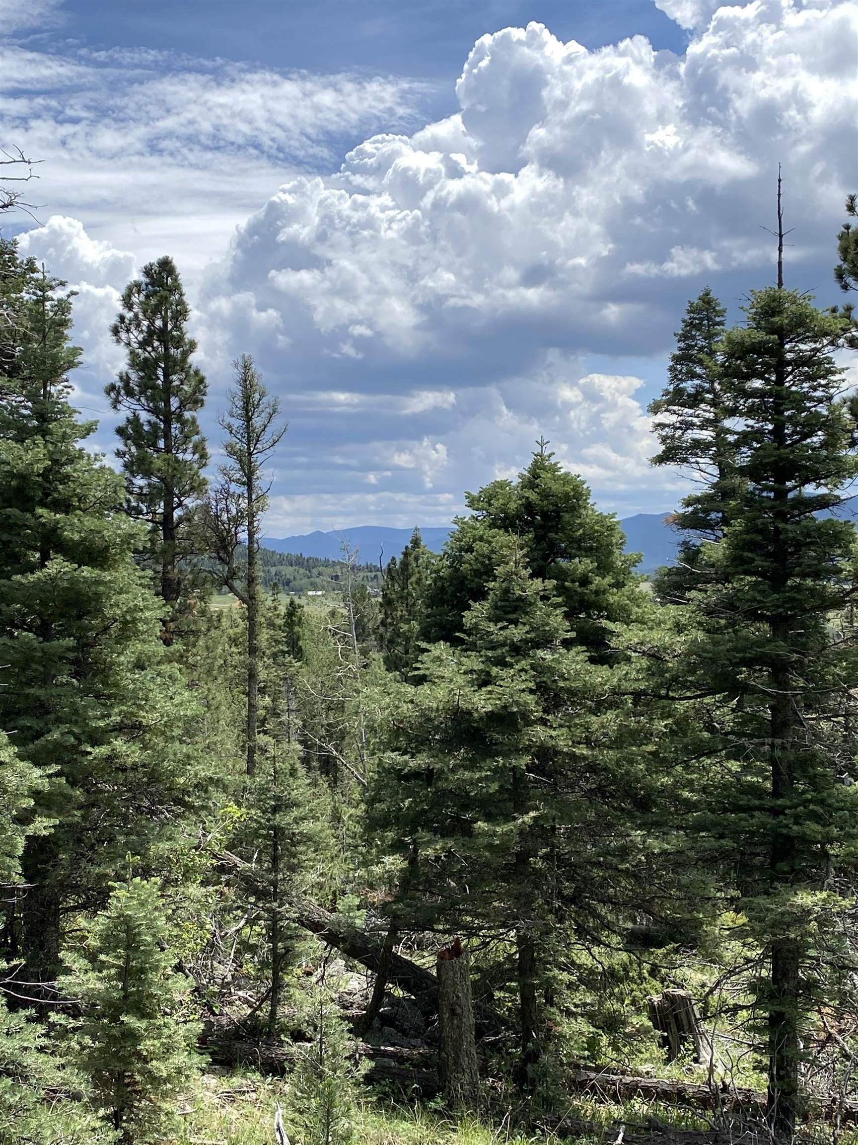 Black Lake, Colfax County, NM Undeveloped Land, Homesites for sale