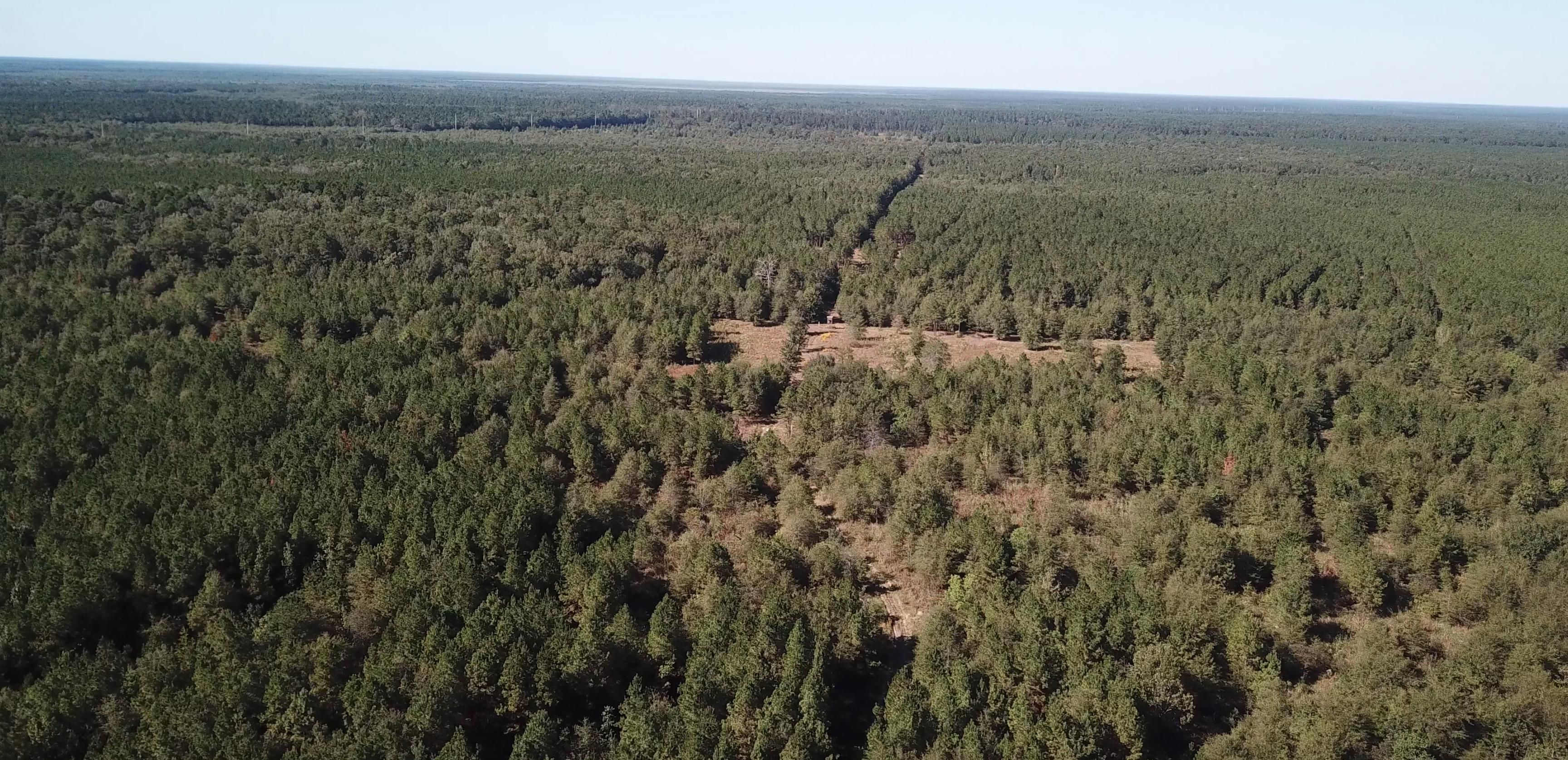 Bastrop, Morehouse Parish, LA Timberland Property, Undeveloped Land