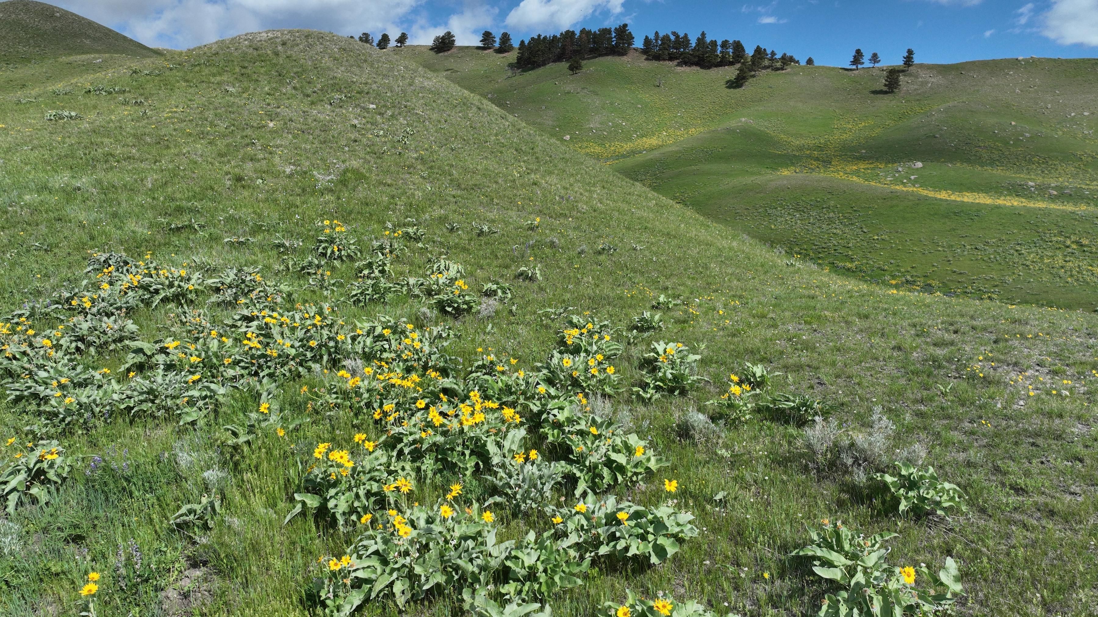 Little Fork Rd., Buffalo, WY 82834 LandWatch