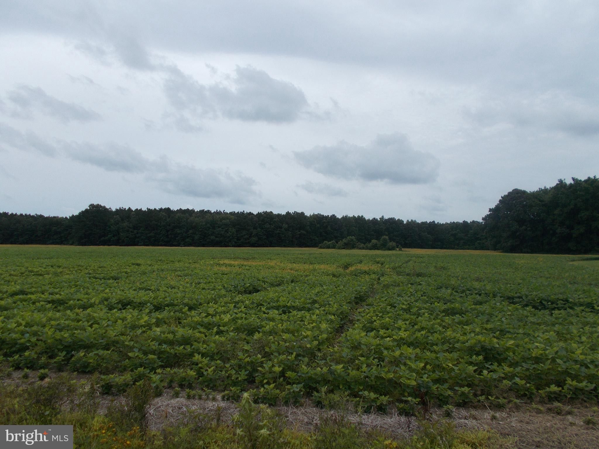 east-new-market-dorchester-county-md-undeveloped-land-for-sale
