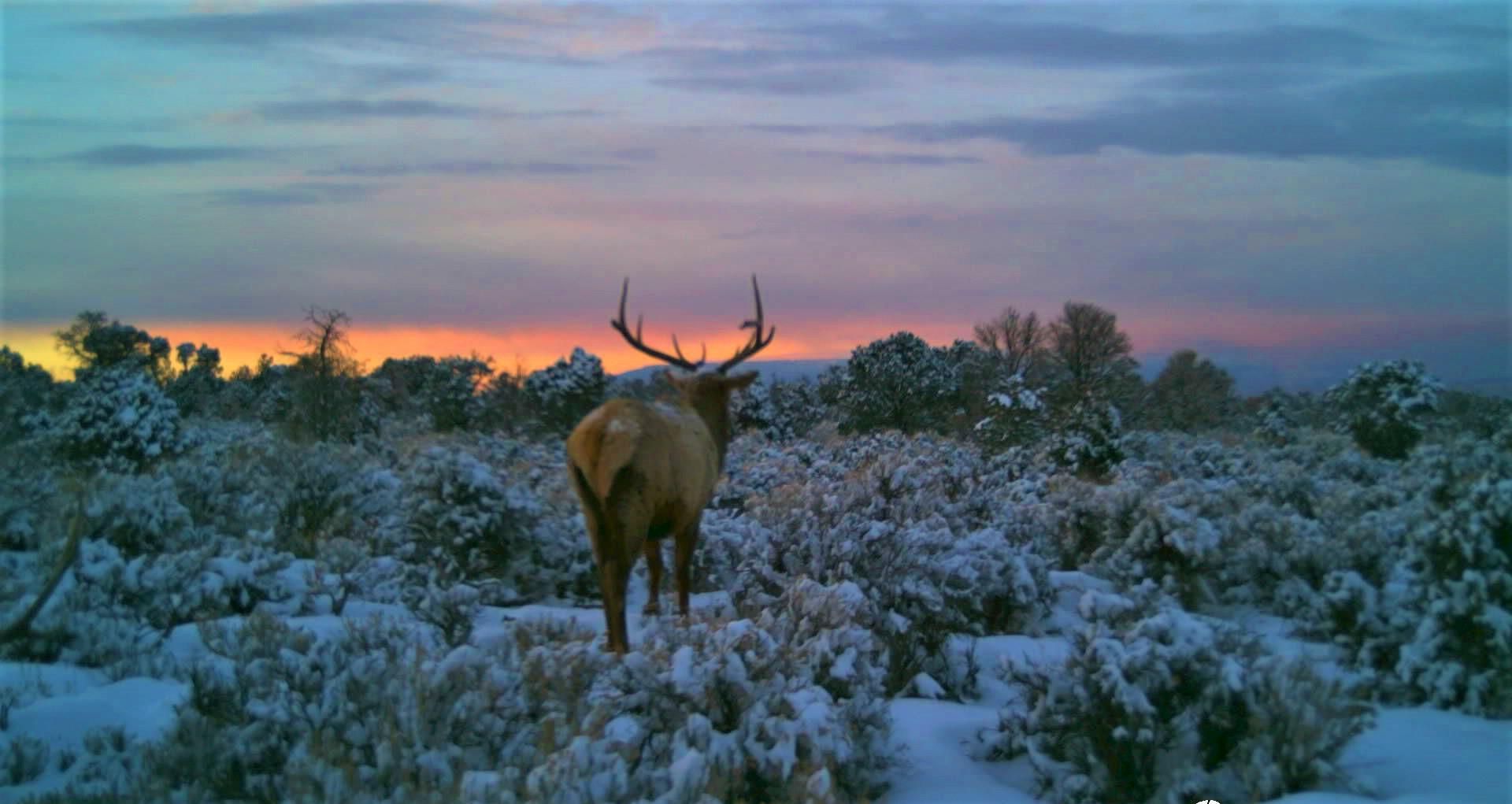 Montrose, Montrose County, CO Recreational Property, Undeveloped Land