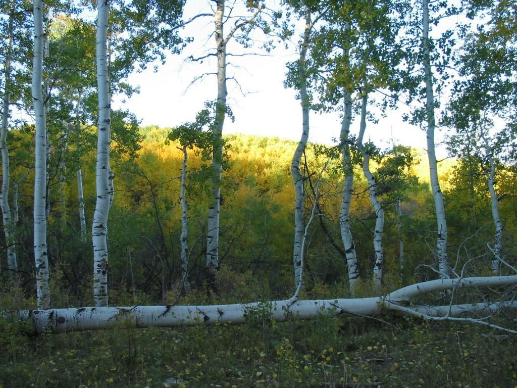 Montrose, Montrose County, CO Commercial Property, Hunting Property, Horse Property for sale