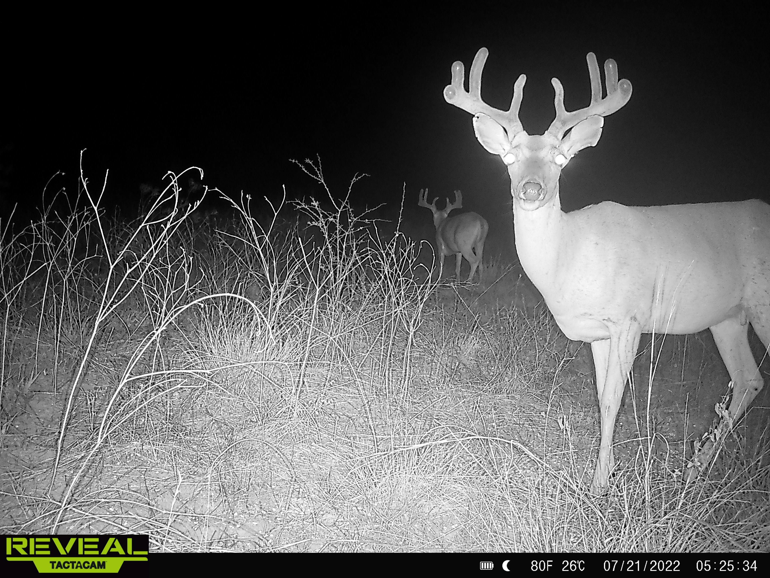 Mineral, Bee County, TX Farms and Ranches, Recreational Property