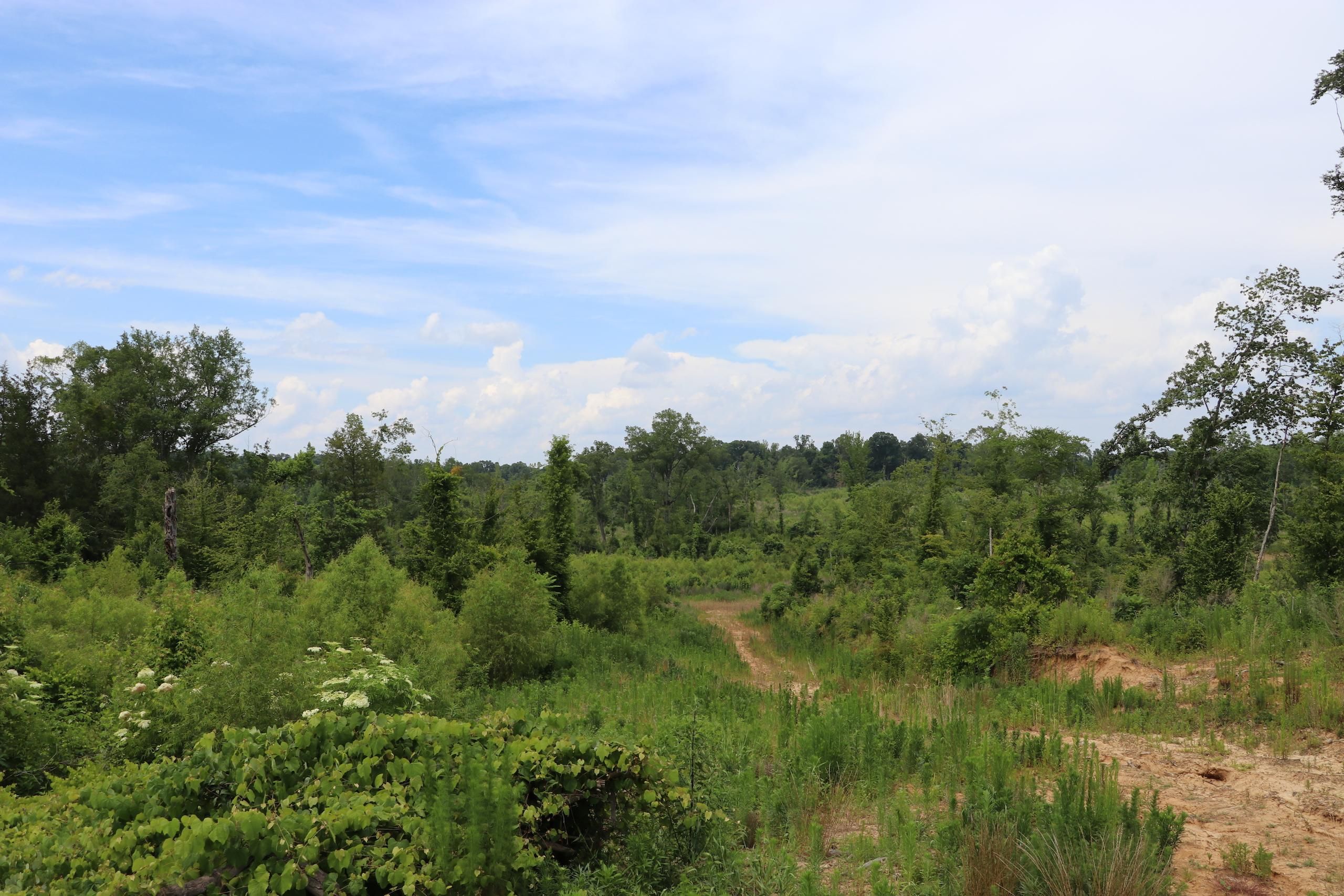 Lexington, Holmes County, MS Recreational Property, Timberland Property