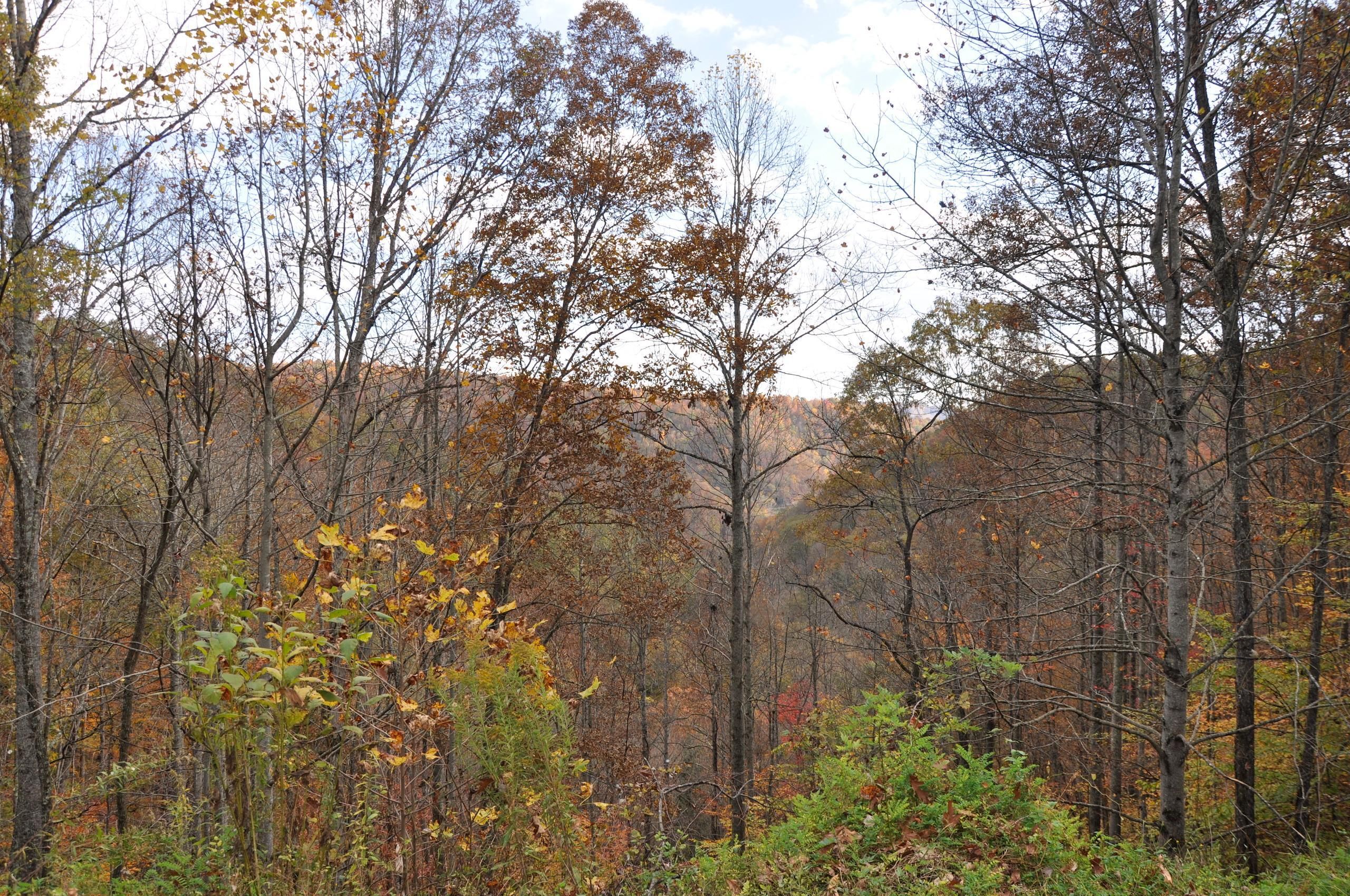 Whitewood, Buchanan County, VA Recreational Property, Timberland