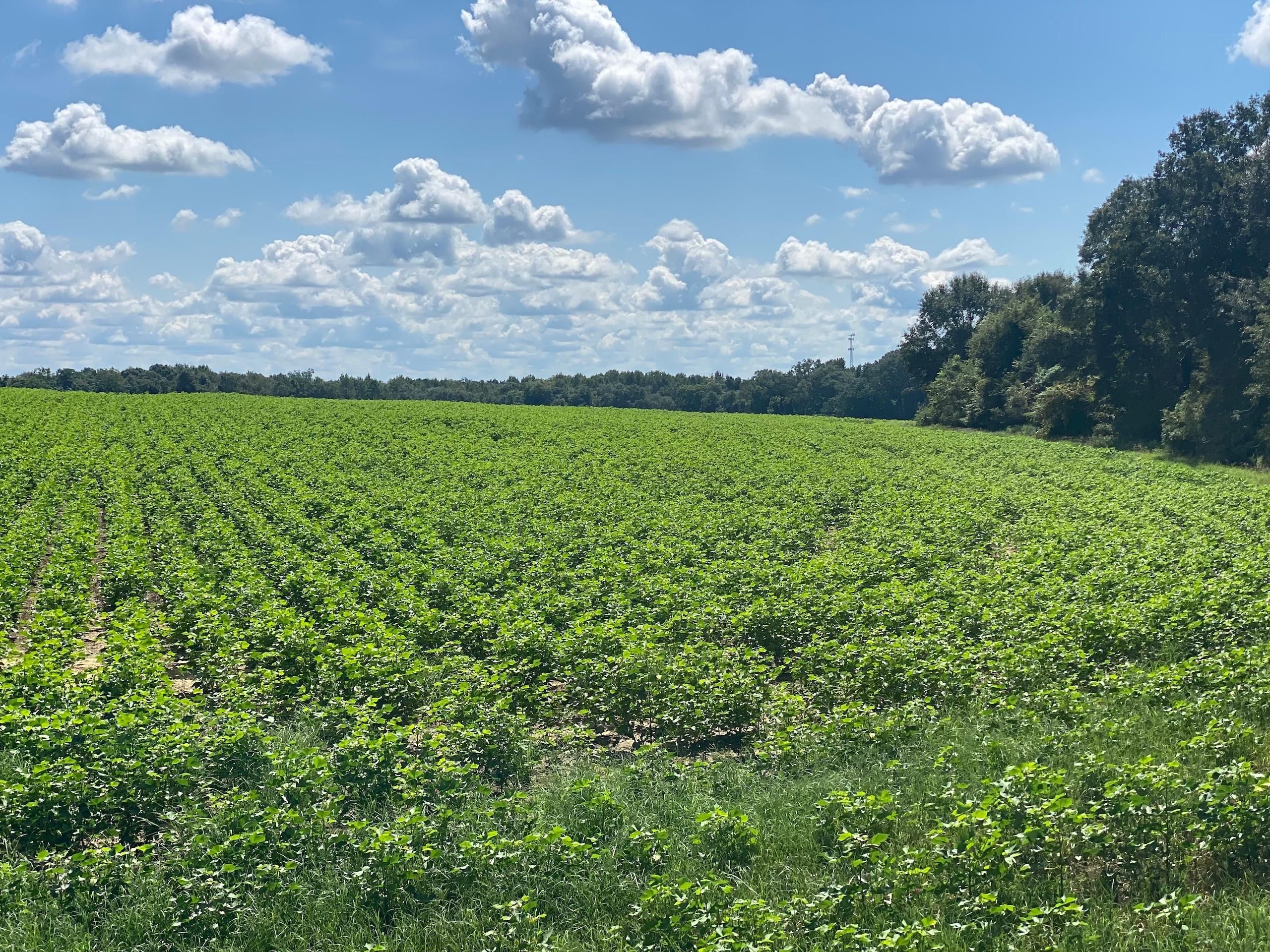 Arabi, Crisp County, GA Recreational Property, Timberland Property