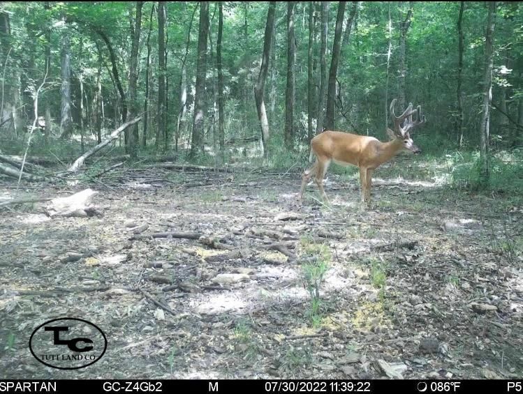 Emelle, Sumter County, AL Farms and Ranches, Recreational Property