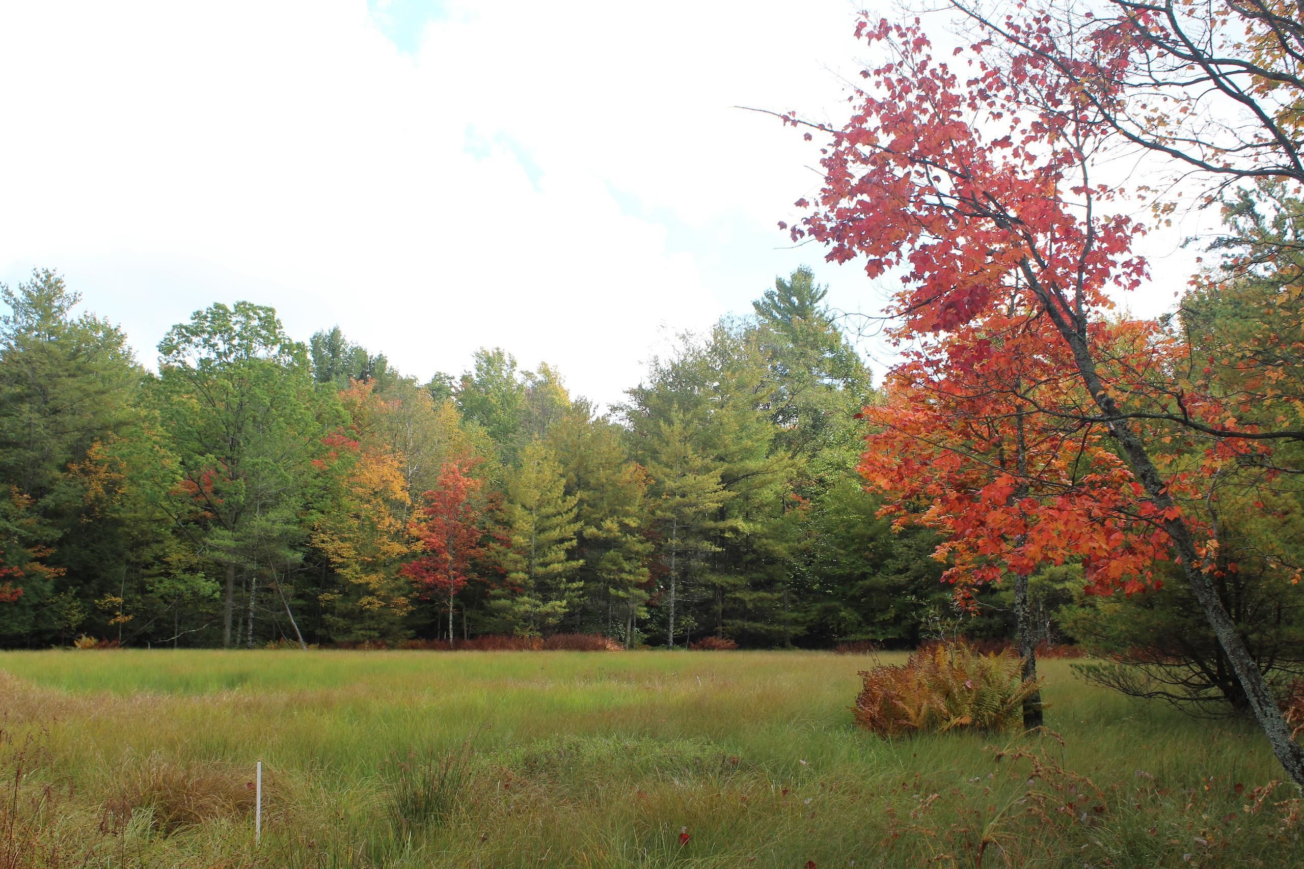 Wellsboro, Tioga County, PA Recreational Property, Timberland Property