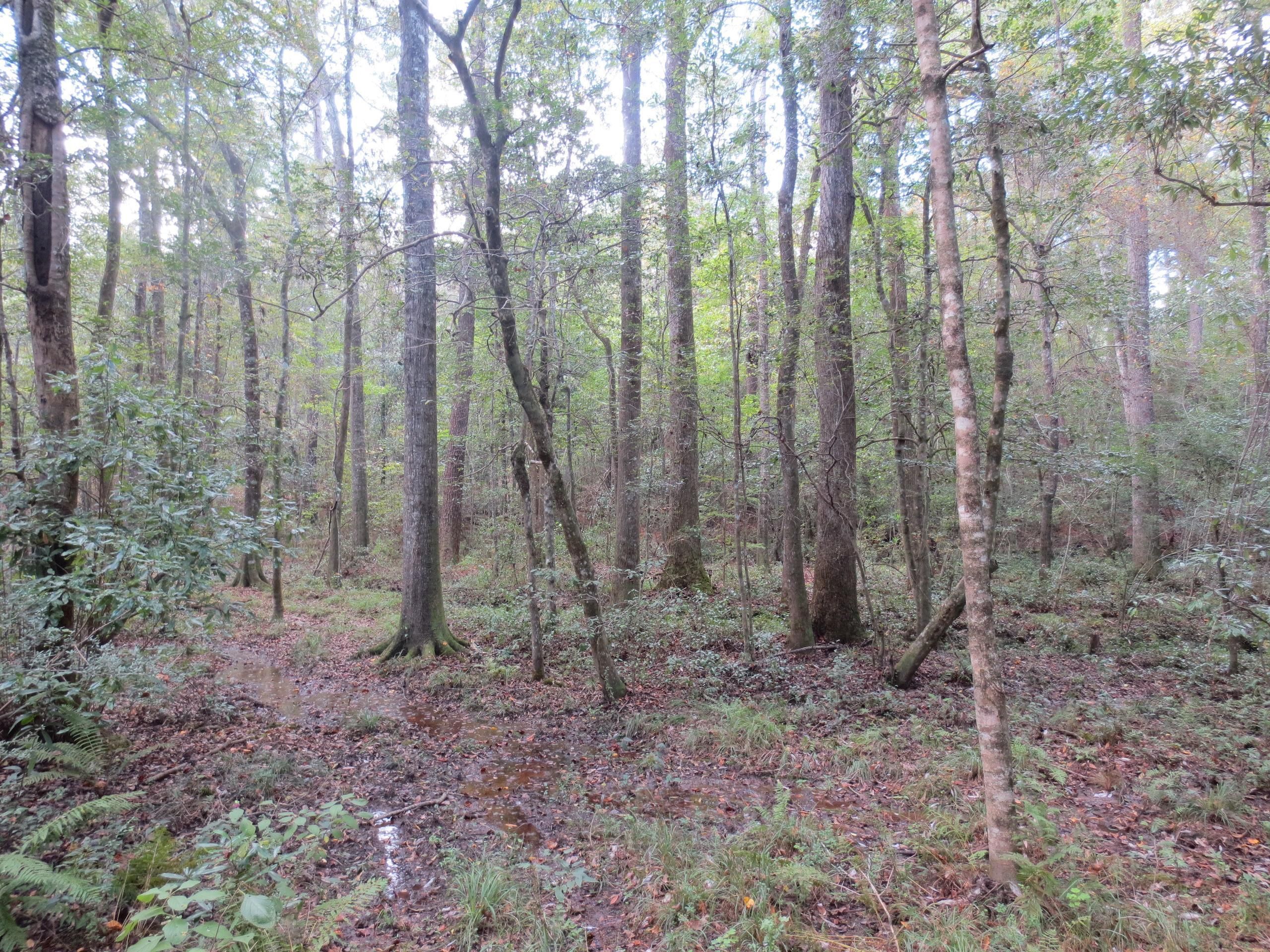 Sumrall, Lamar County, MS Recreational Property, Timberland Property