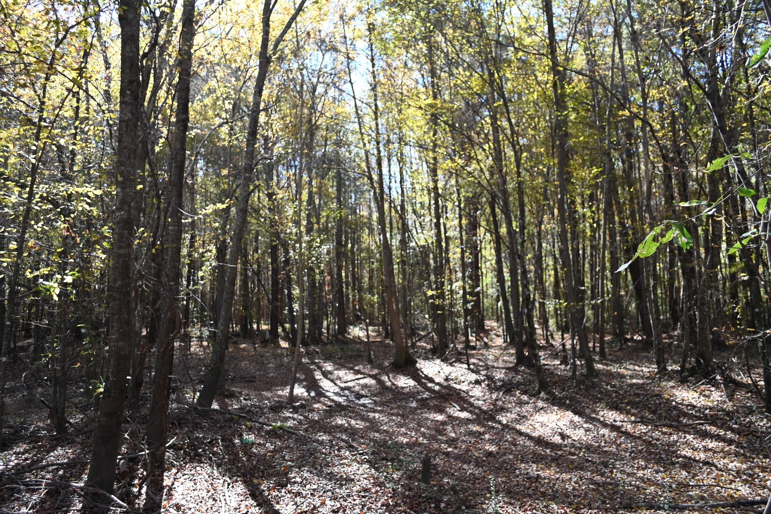 Fosters, Tuscaloosa County, AL Recreational Property, Timberland Property, Hunting Property for