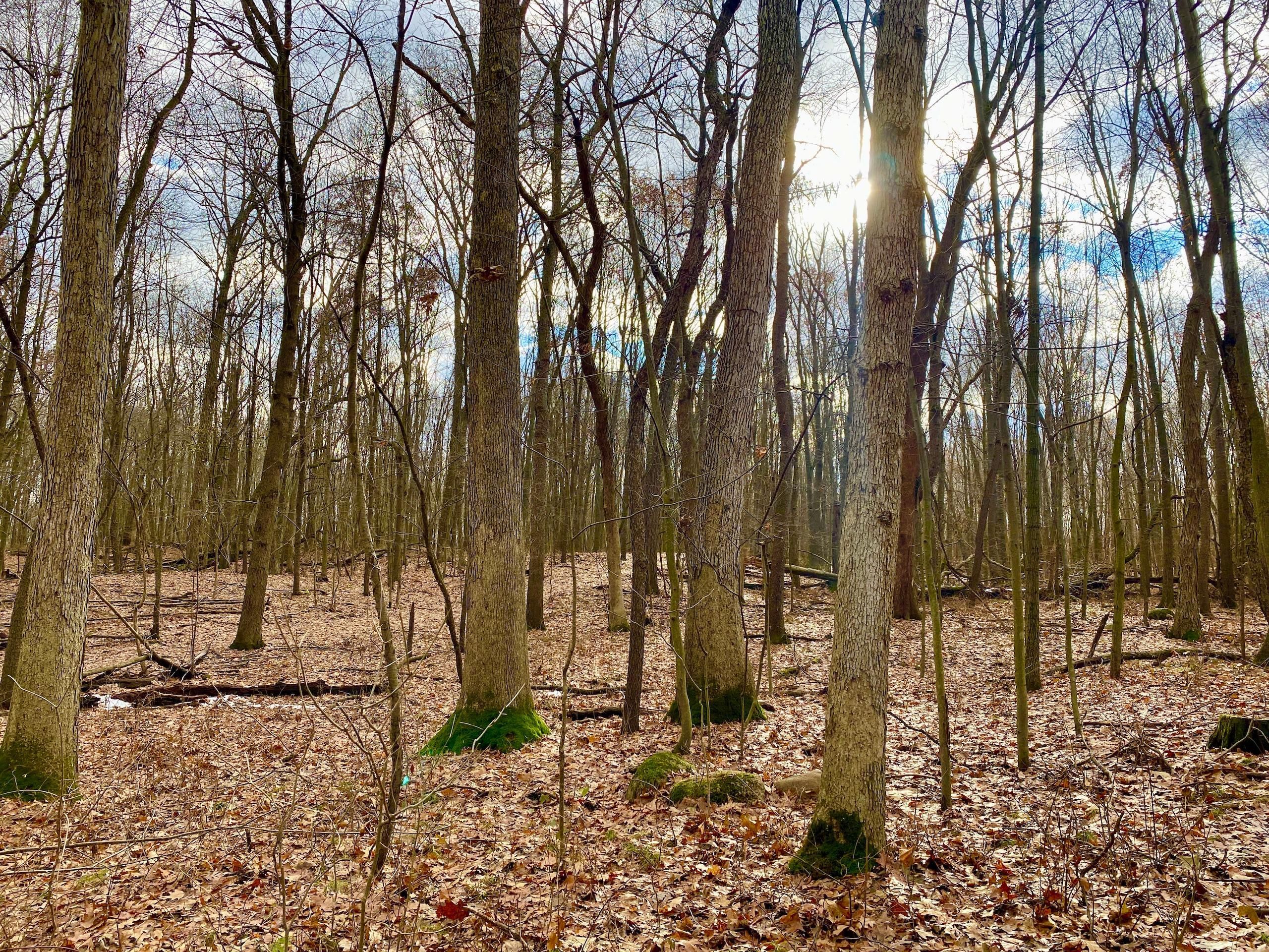 Holly, Oakland County, MI Timberland Property, Hunting Property