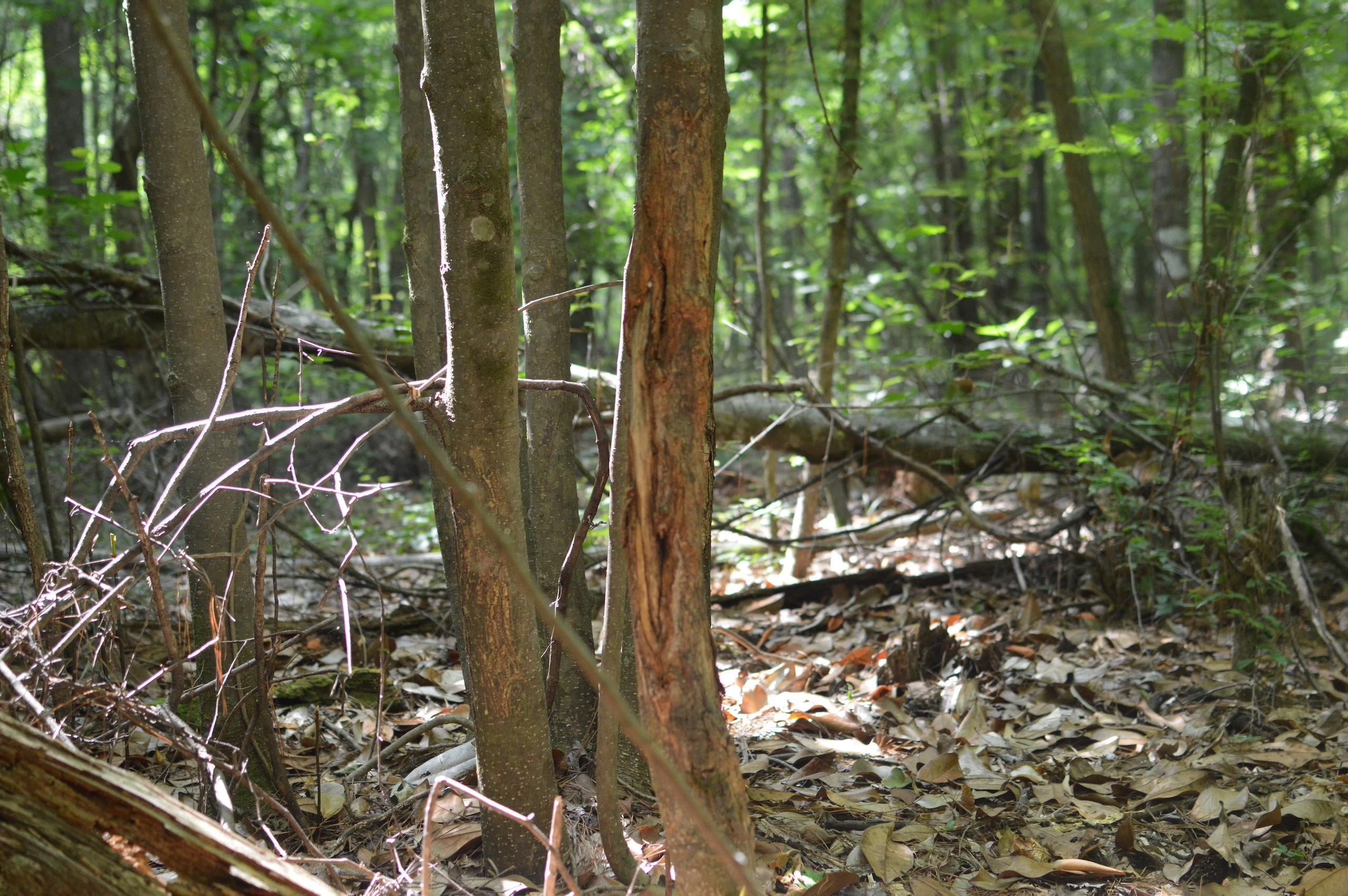 Pineville, Rapides Parish, LA Recreational Property, Timberland