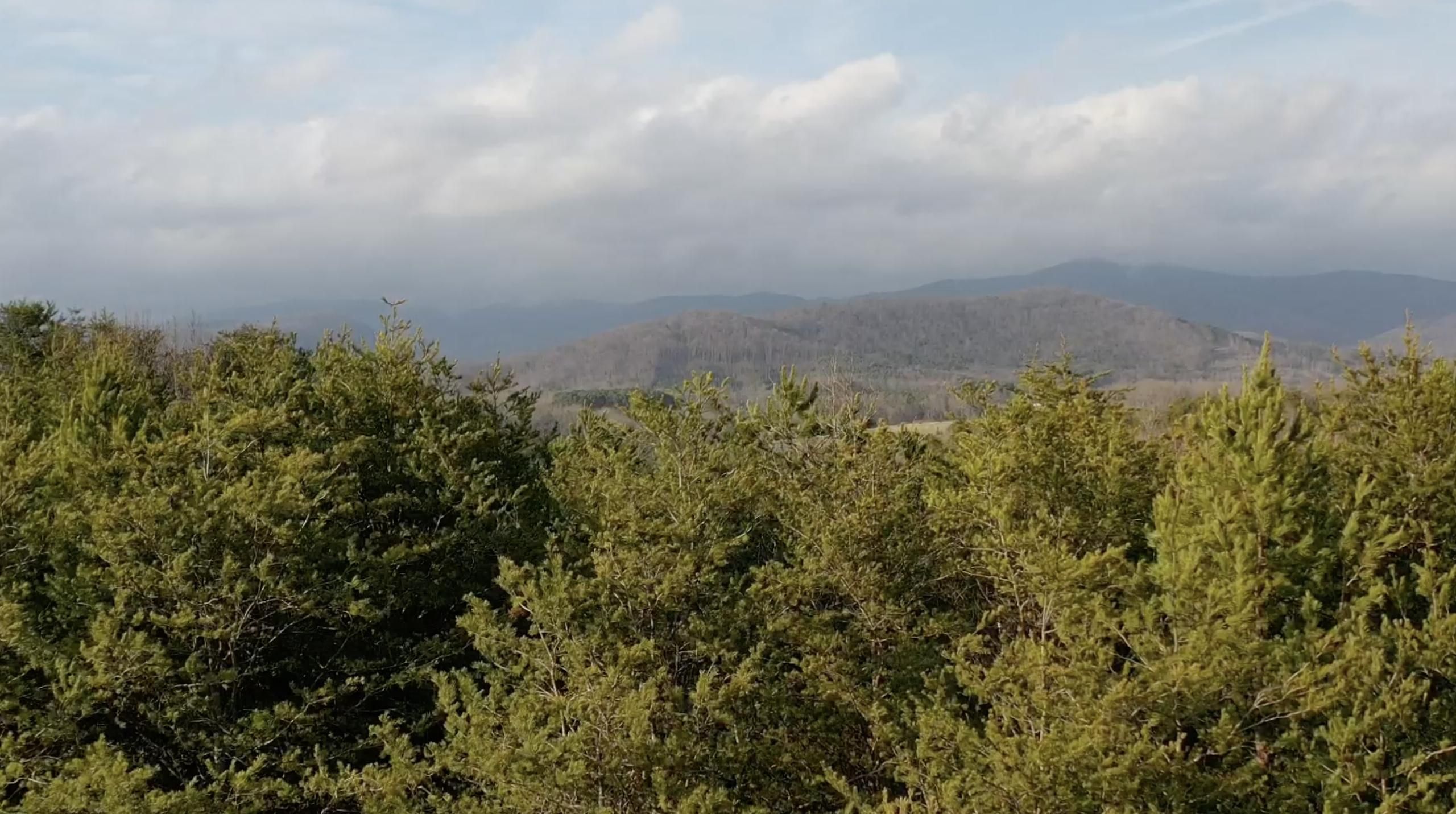 Casar, Cleveland County, NC Recreational Property, Timberland Property