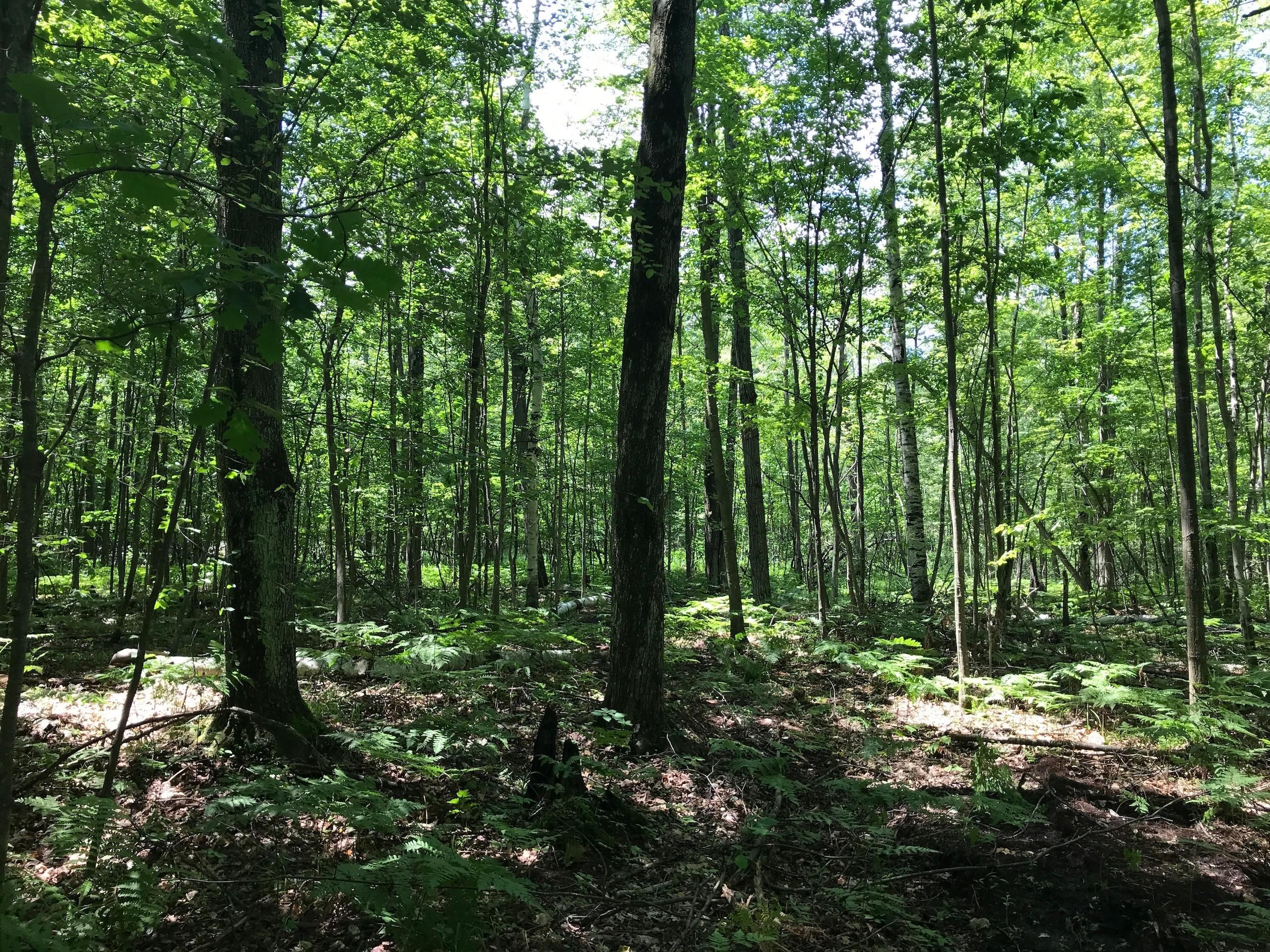 Beaverton, Gladwin County, MI Recreational Property, Timberland