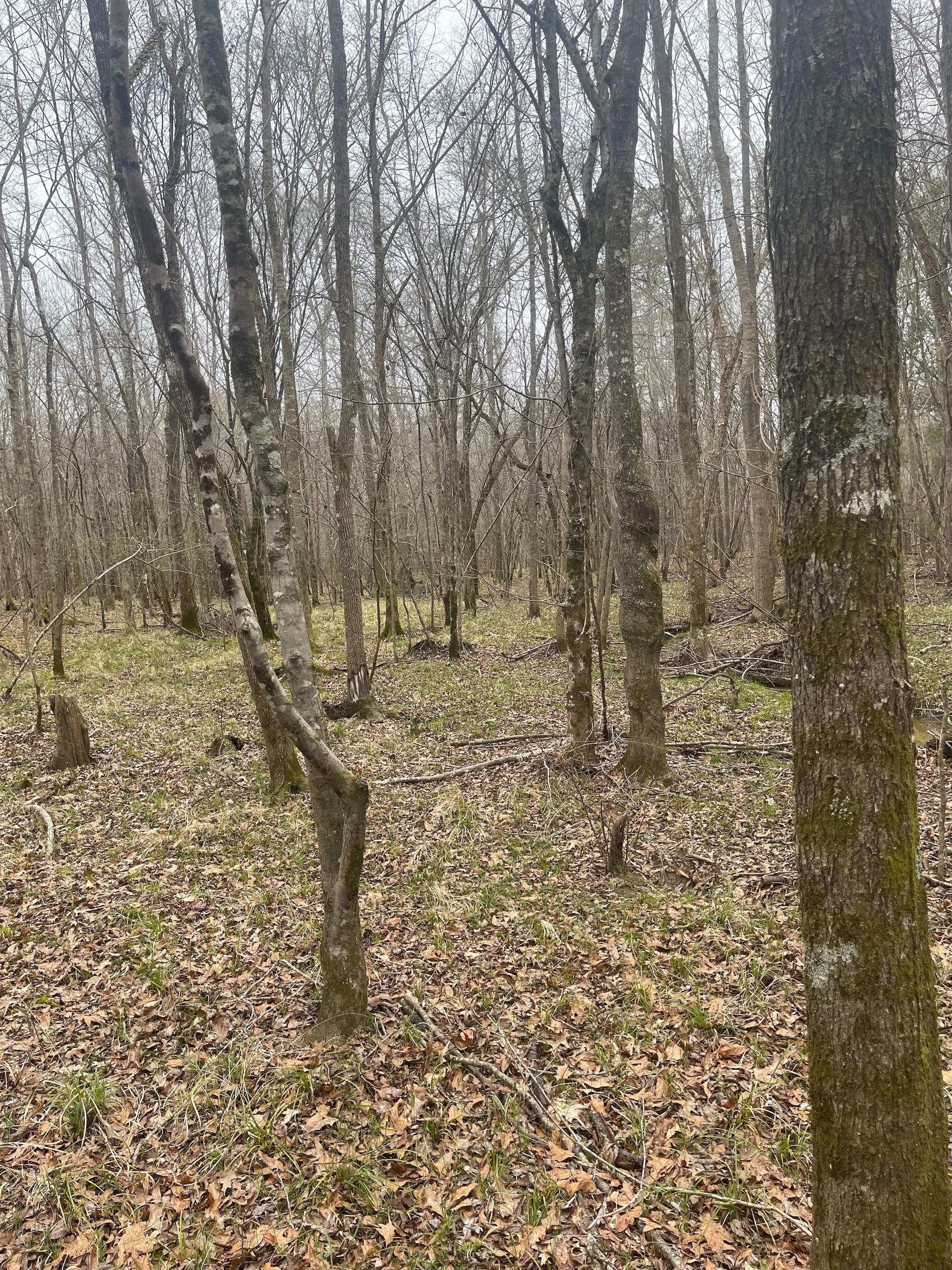 Shubuta, Wayne County, MS Recreational Property, Timberland Property