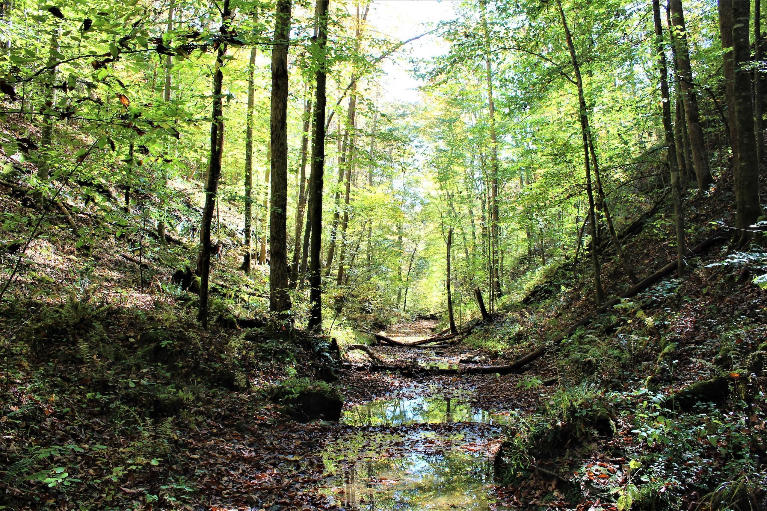 Big Lick Branch Rd. Lot Wp001, Paintsville, KY 41219 LandWatch