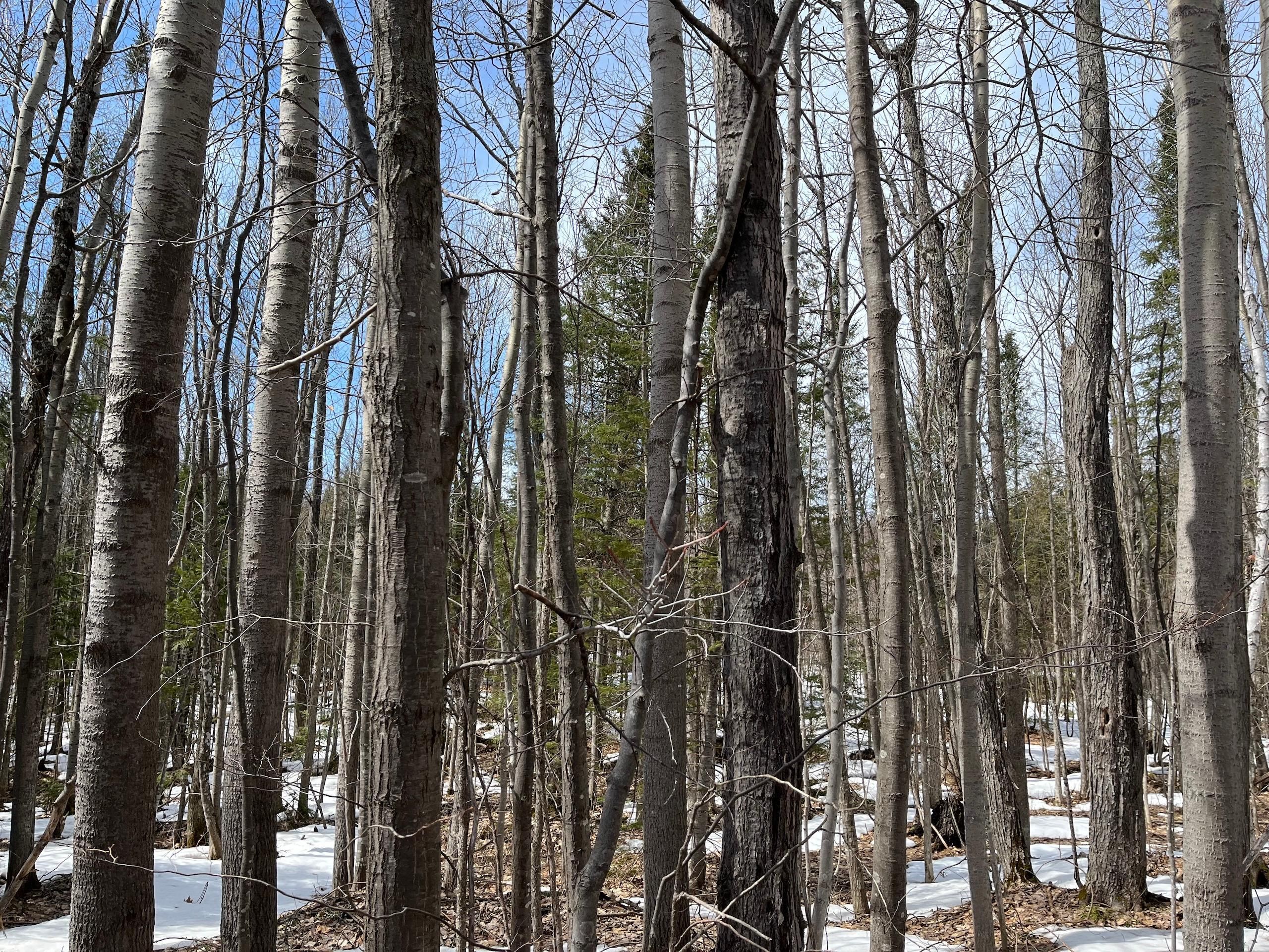 Saxon, Iron County, WI Recreational Property, Hunting Property for sale