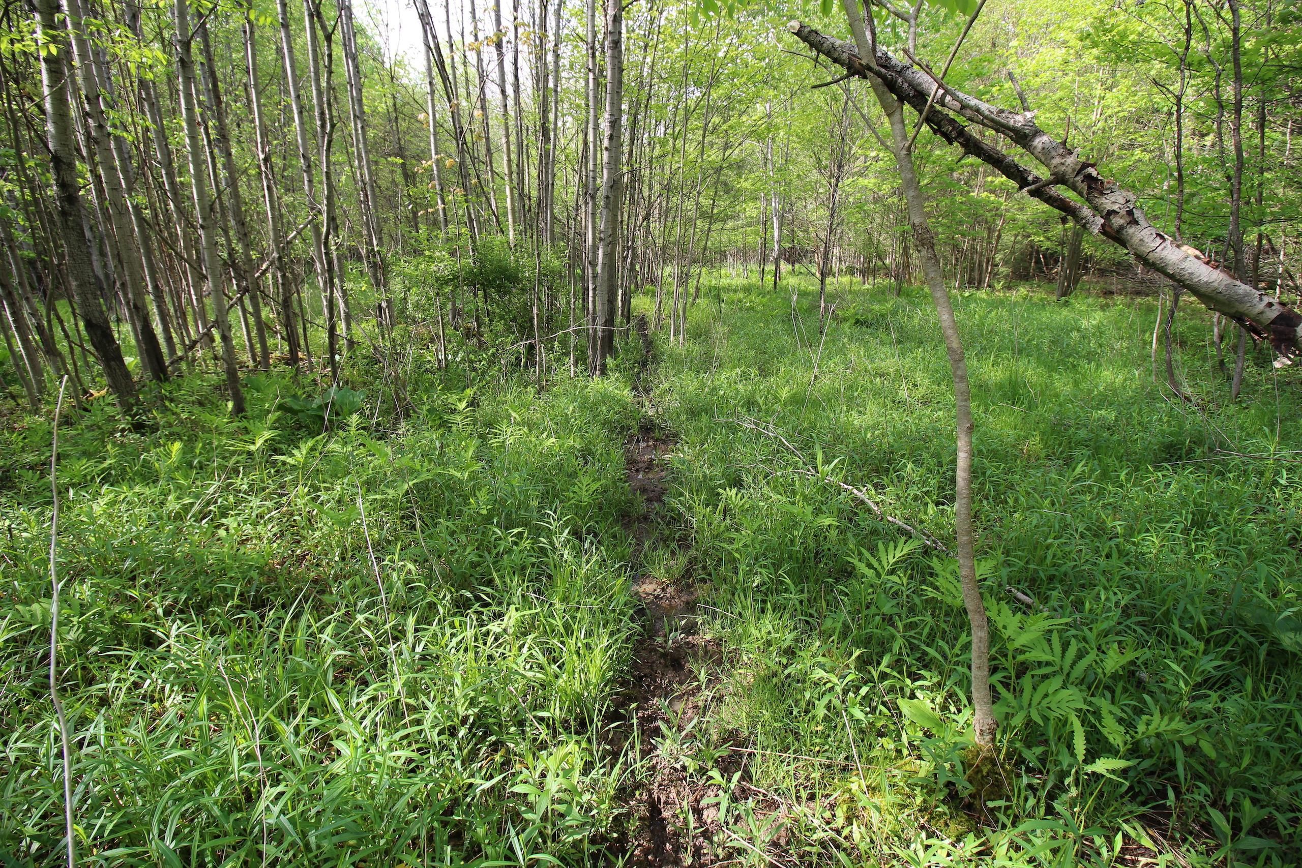 Hileman Road, LotWP001, Cherry Tree, PA 15956 LandWatch