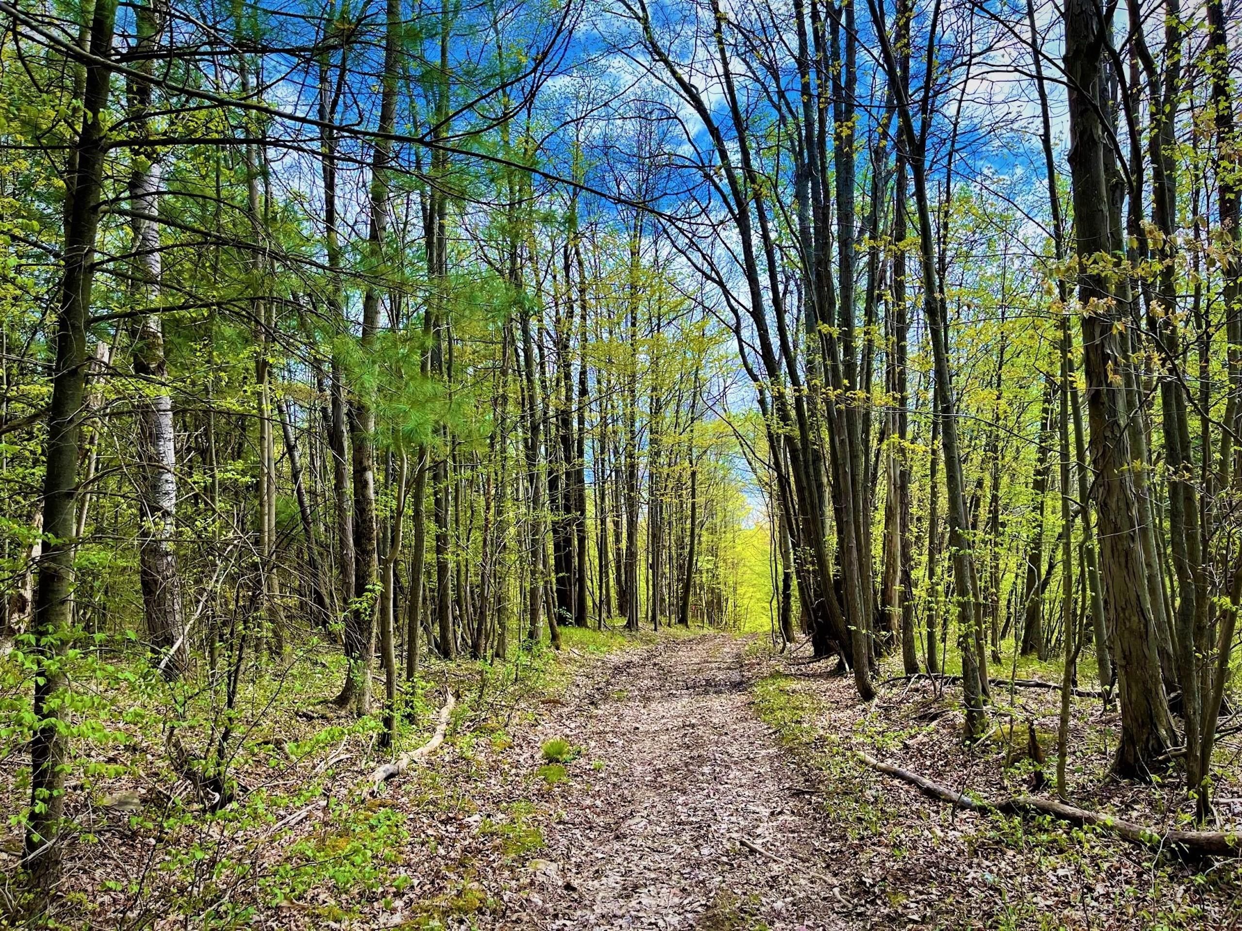 Andover, Allegany County, NY Recreational Property, Timberland Property