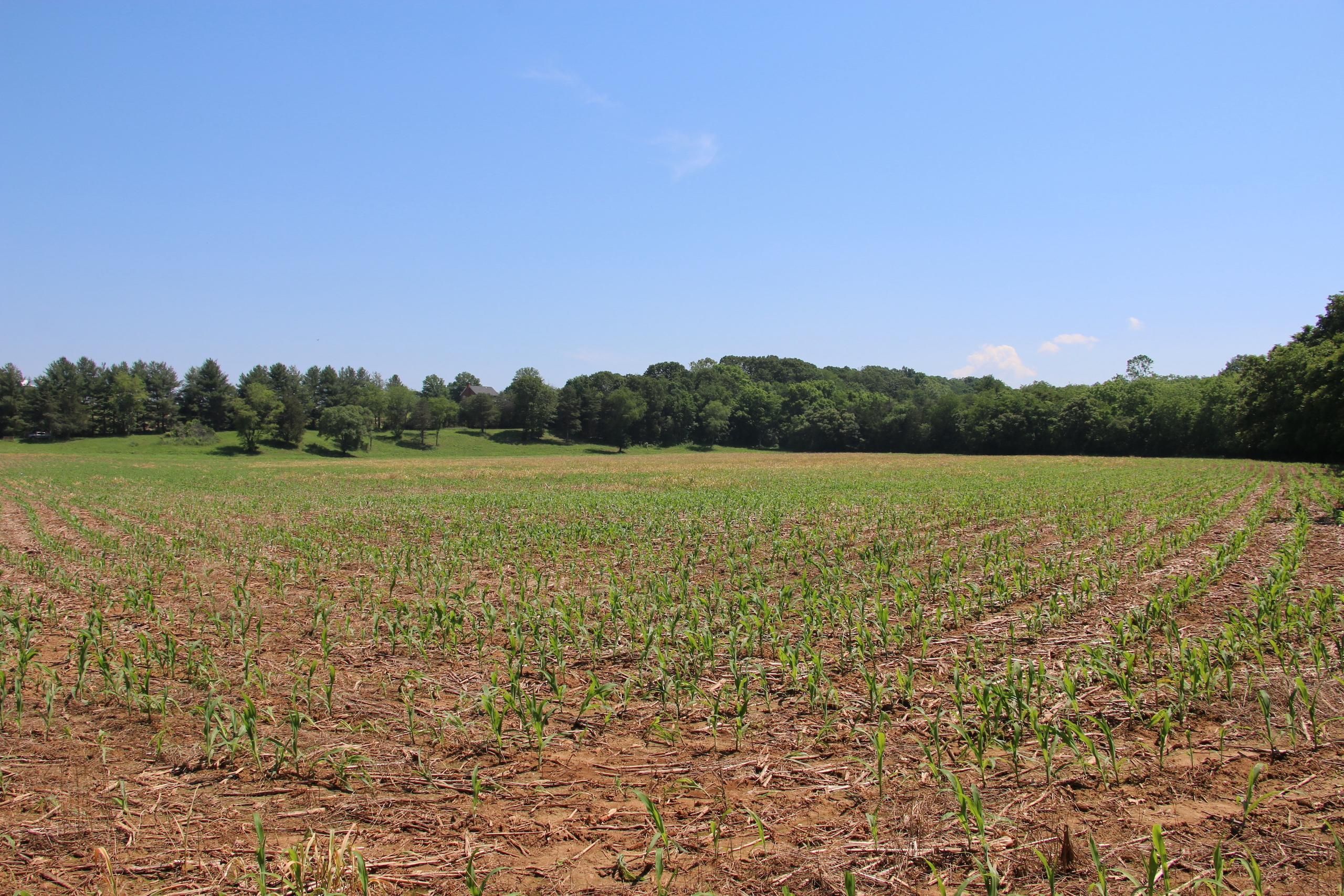 Elkton, Rockingham County, VA Recreational Property, Hunting Property