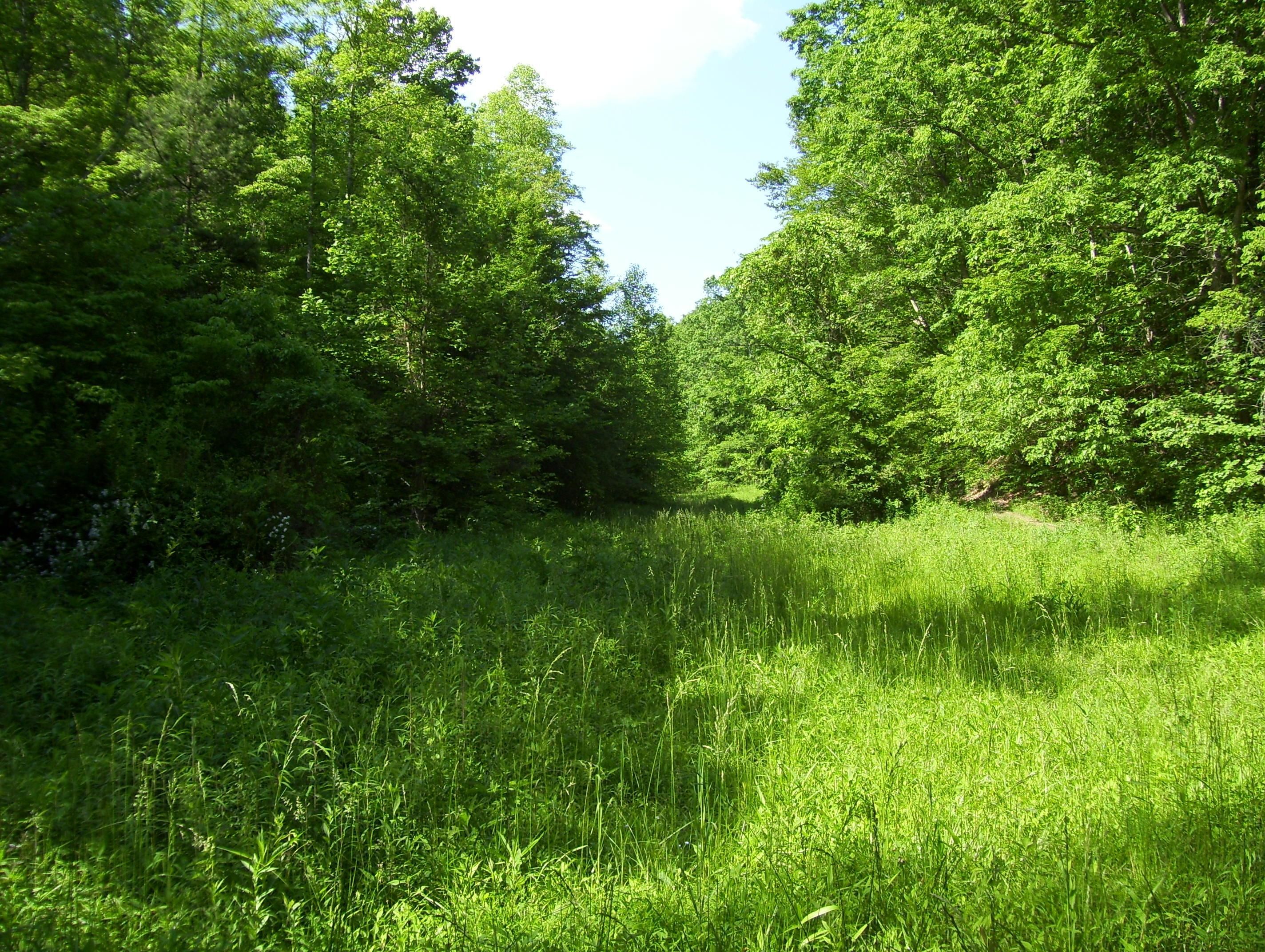 Sextons Creek, Owsley County, KY Recreational Property, Timberland Property for sale Property ID