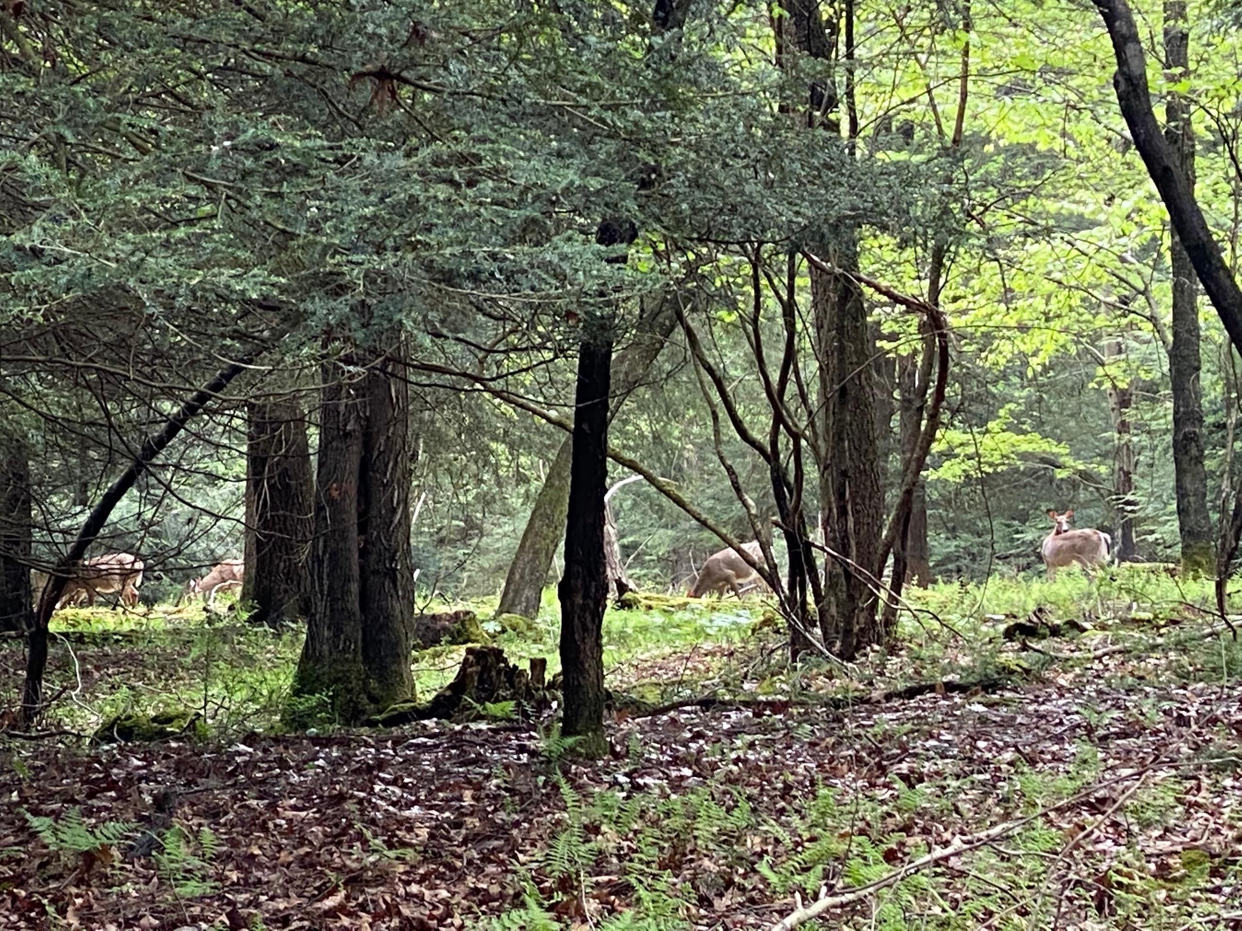Clarion, Clarion County, PA Recreational Property, Timberland Property