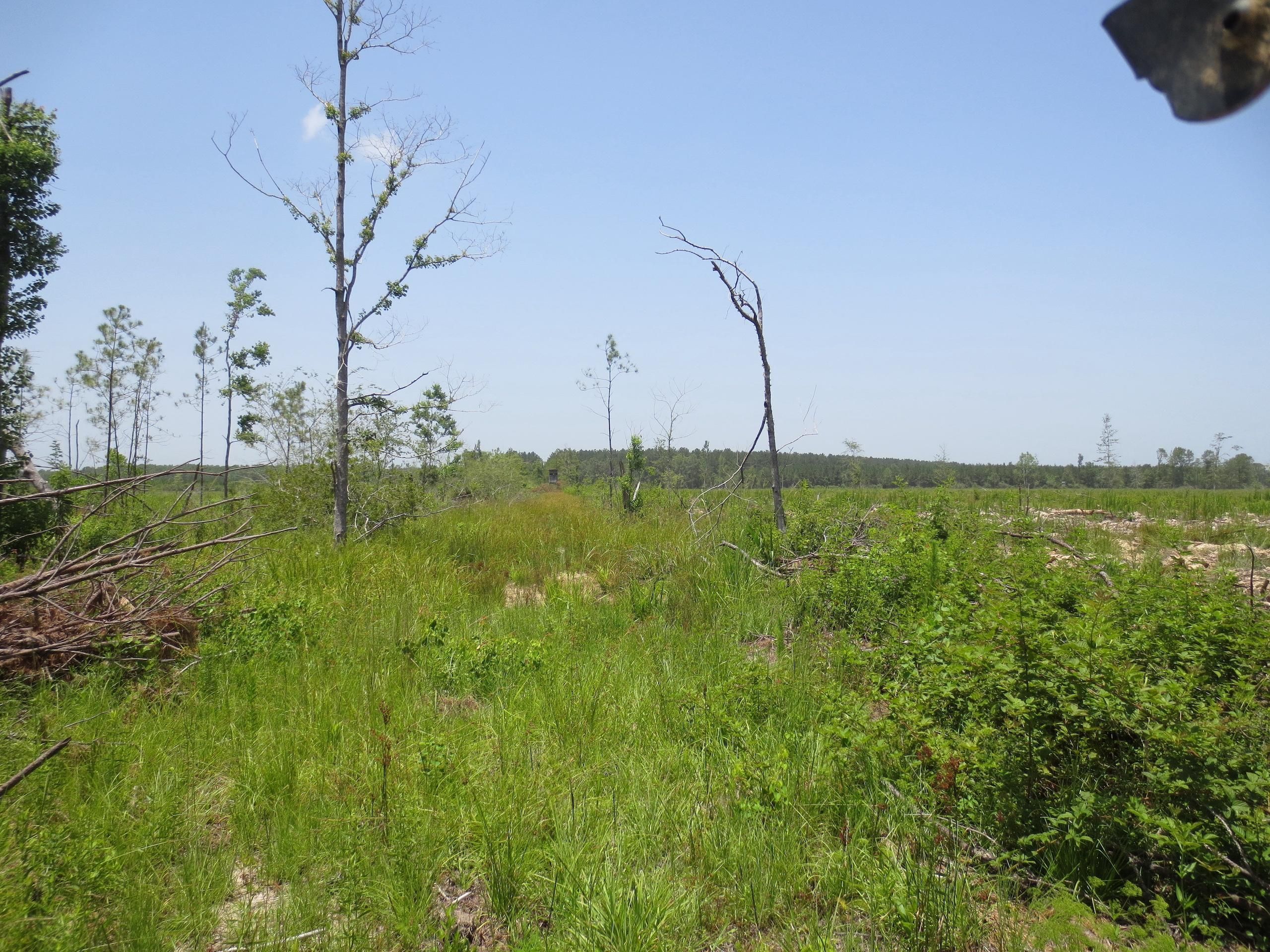 Columbia, Marion County, MS Recreational Property, Timberland Property