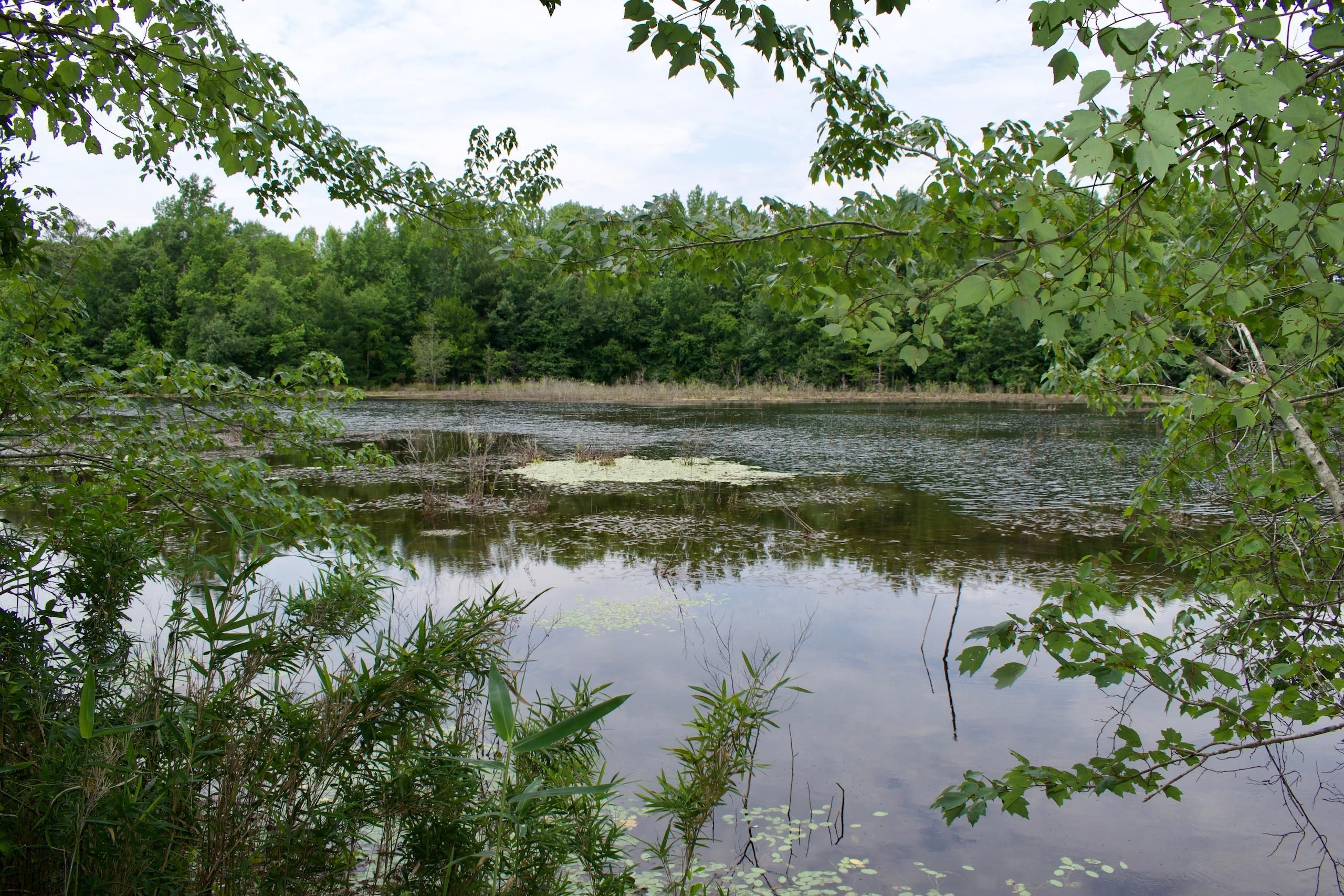Jefferson, Chesterfield County, SC Recreational Property, Timberland Property, Hunting Property