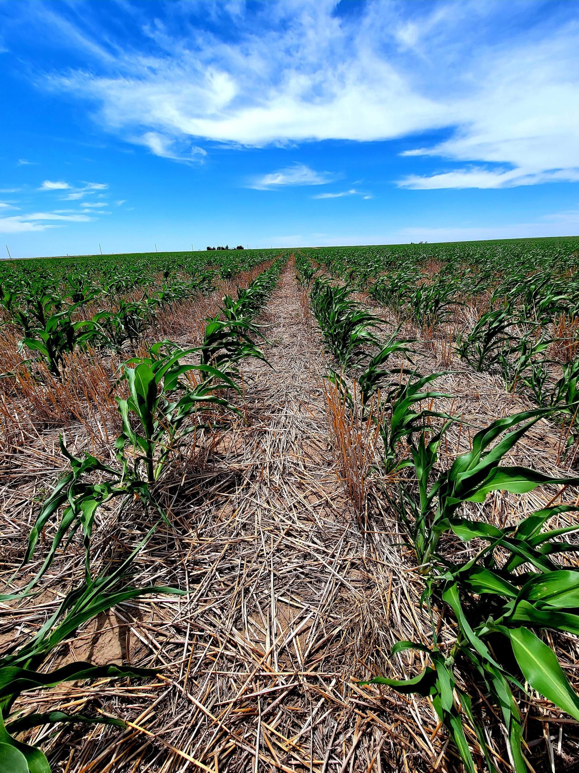 Mcdonald, Rawlins County, KS Farms and Ranches, Hunting Property for sale Property ID 414099458