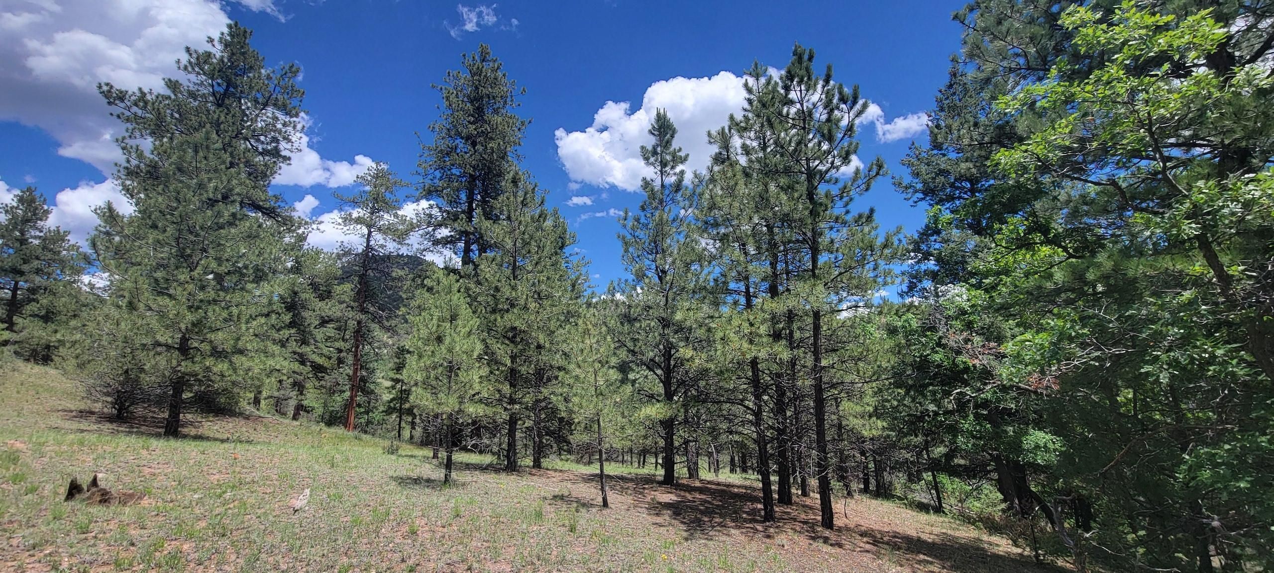 Canon City, Fremont County, CO Farms and Ranches, Hunting Property for