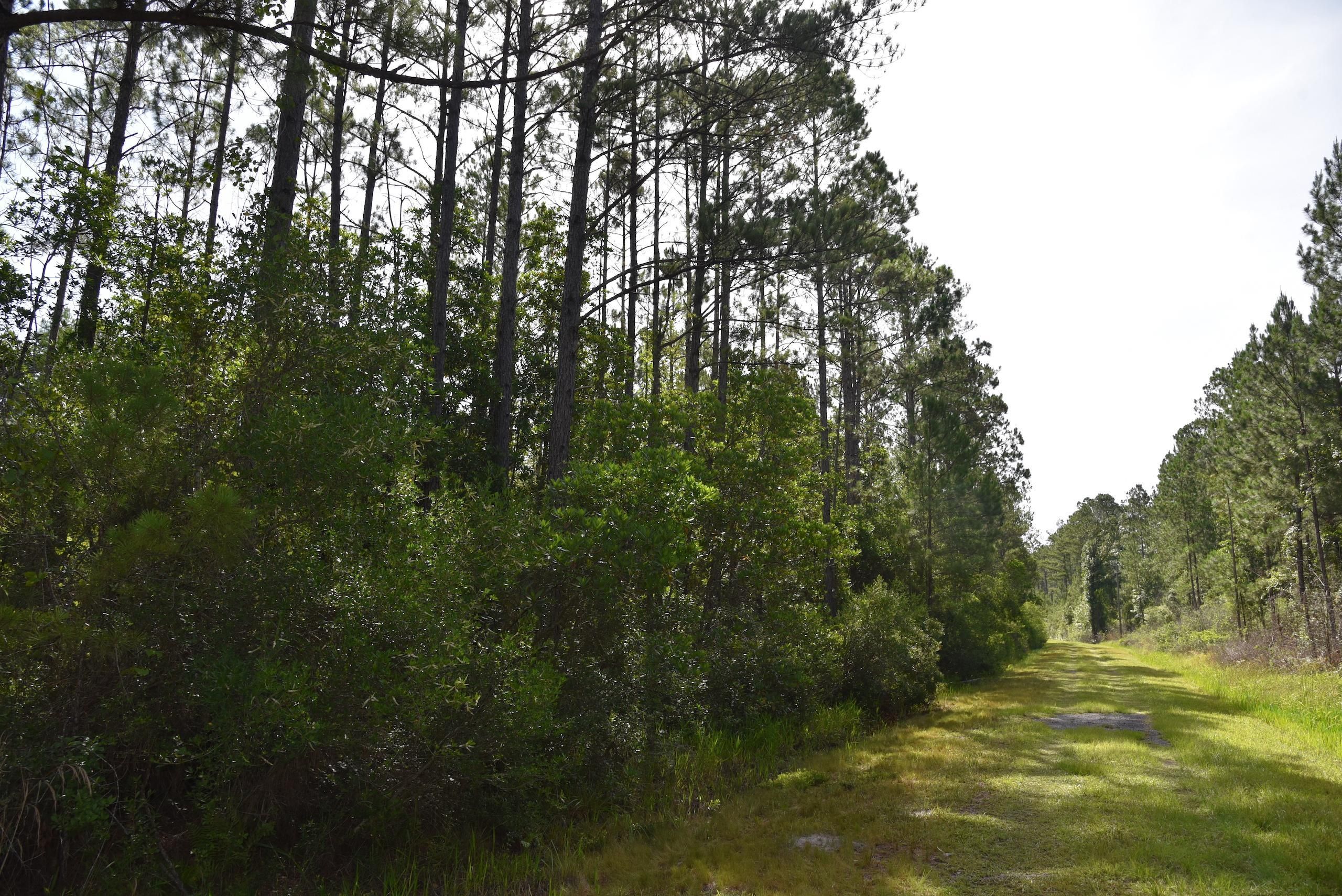 Greenville, Madison County, FL Recreational Property, Timberland